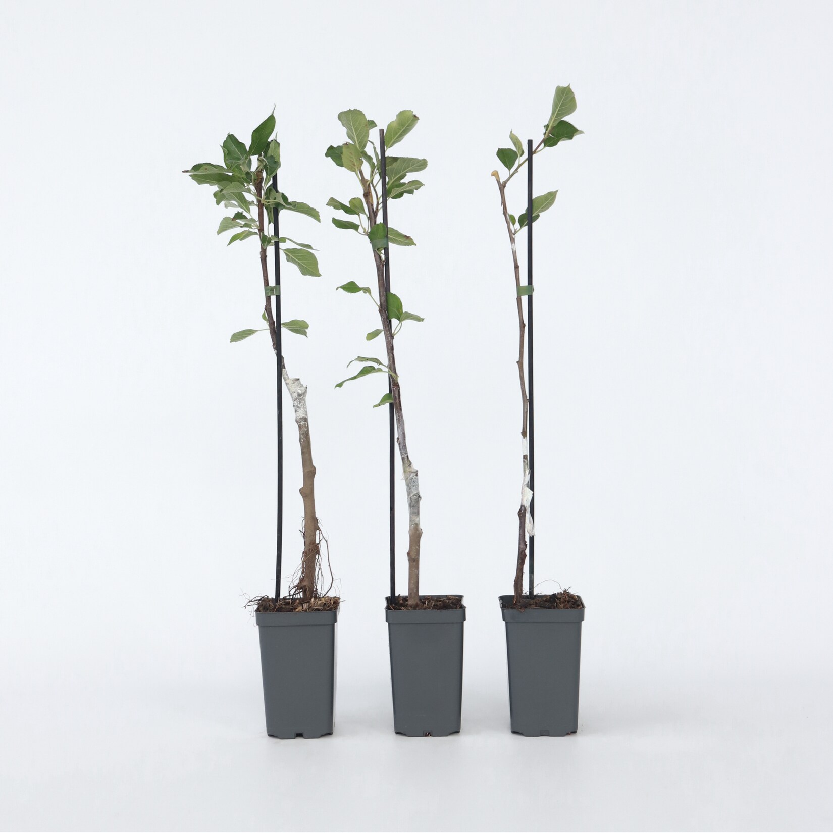 Plant in a Box – Apfelbäume – 6 Stk – Malus – Höhe 60-70cm – Topf 9cm | 07428477645969