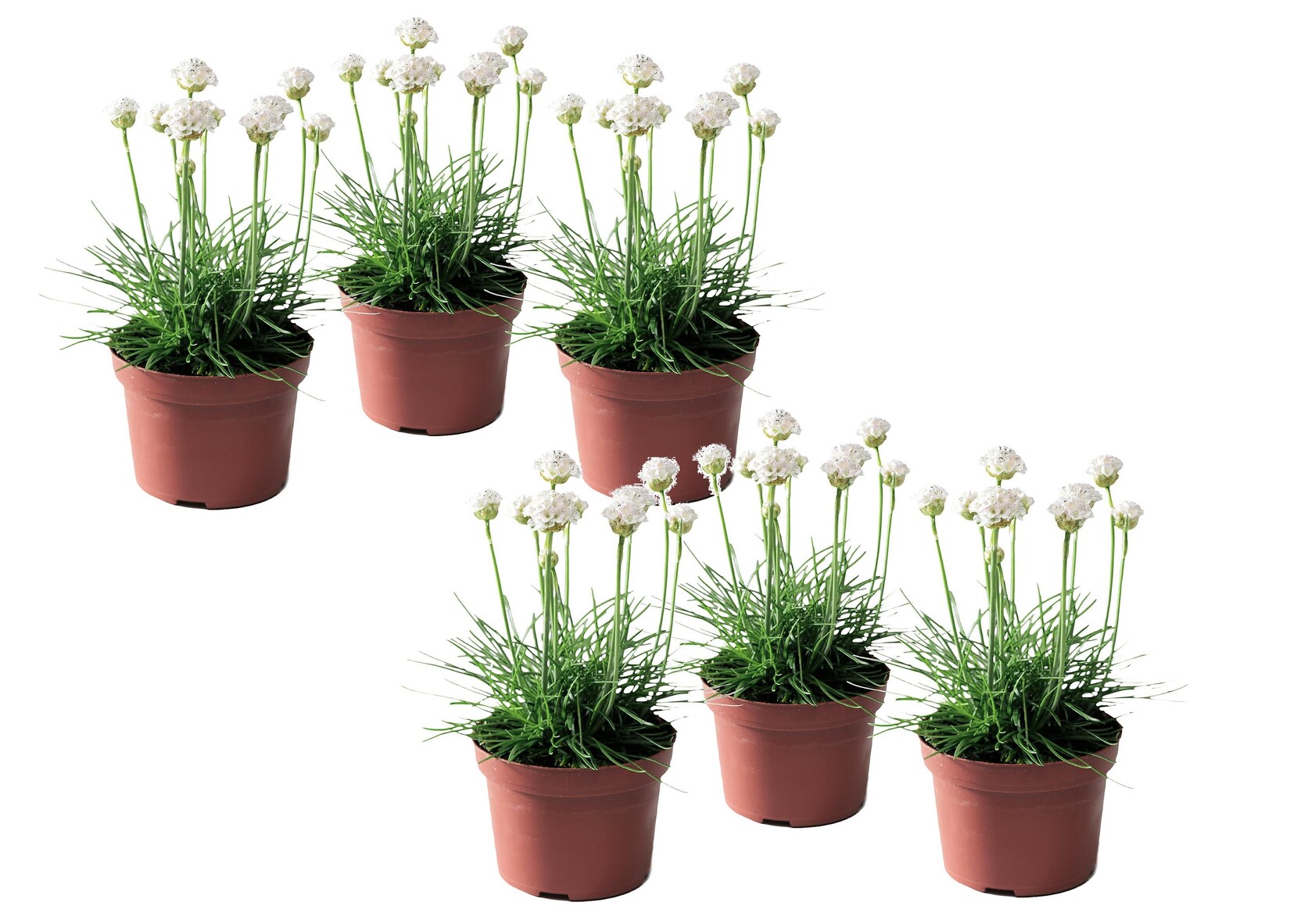 Plant in a Box – Grasnelke – 6 Stk – Armeria maritima ‚Deep White‘ – Höhe 20-30cm – Topf 12cm | 07428470172134