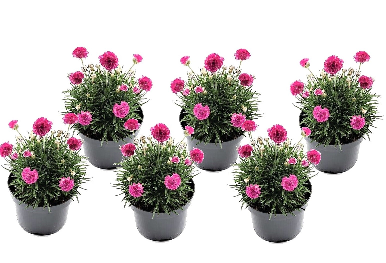 Plant in a Box – Grasnelke – 6 Stk – Armeria maritima ‚Deep Rose‘ – Höhe 20-30cm – Topf 12cm | 07428470646529