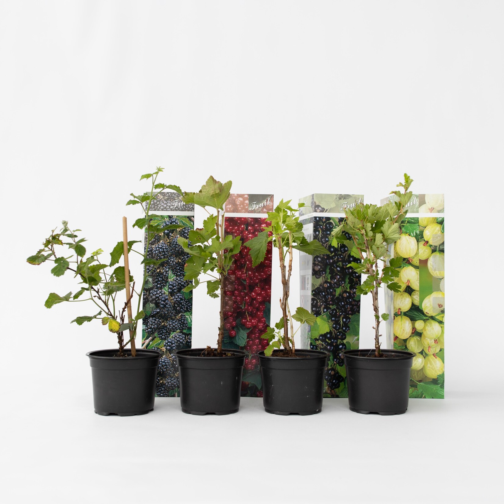 Plant in a Box – Beerenpflanzen – 8 Stk – Rubus, rubrum, Uva, Fructosus – Höhe 25-40cm – Topf 9cm | 07428479112339