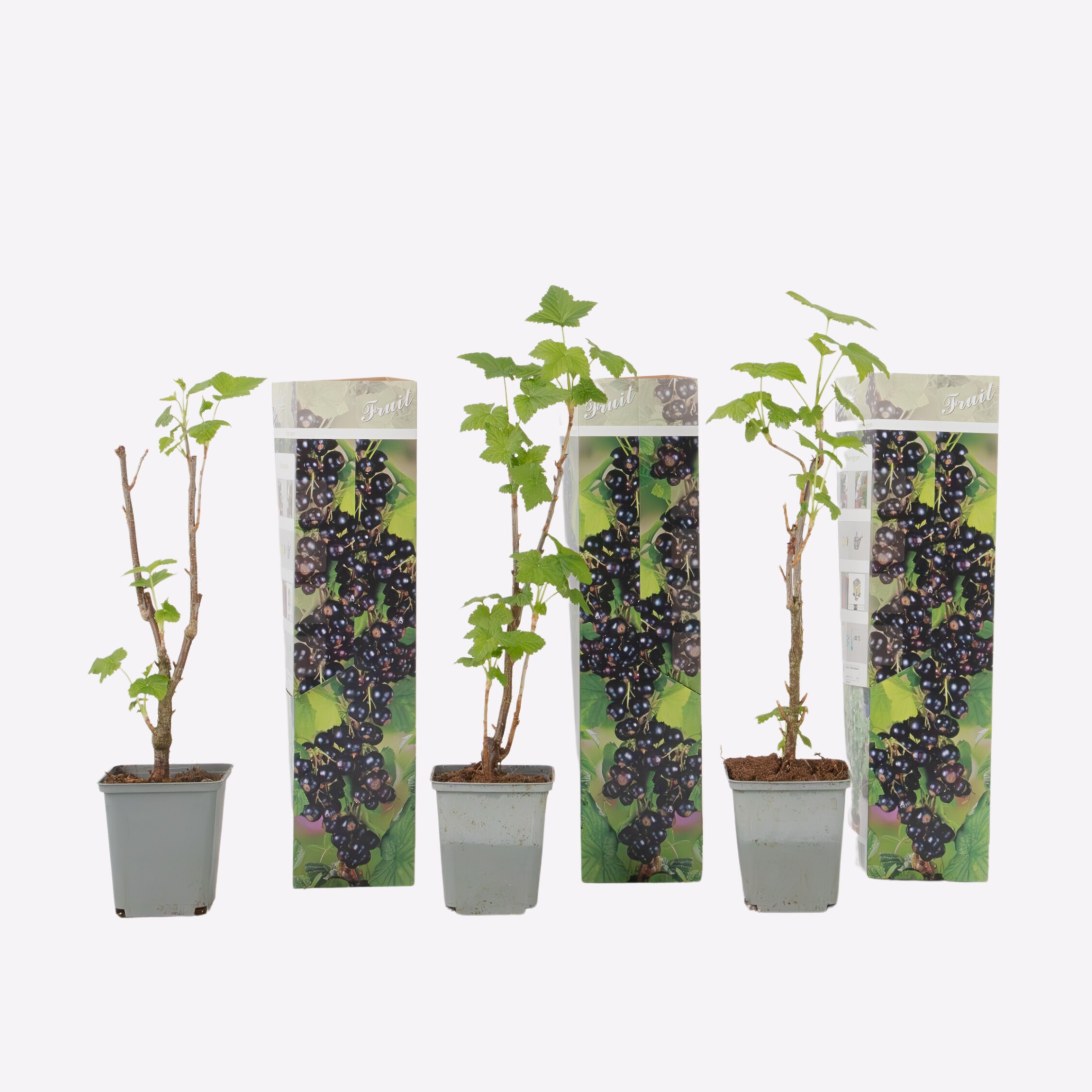 Plant in a Box - Schwarze Johannisbeere - 3er-Set - Ribes Nigrum - H&ouml;he 25-40cm - Topf 9cm - Bild 1