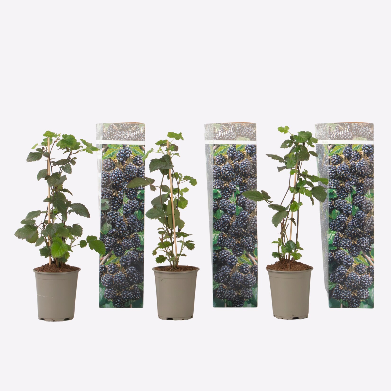 Plant in a Box – Brombeere – 3er-Set – Rubus Thornless – Höhe 25-40cm – Topf 9cm | 08721278901111