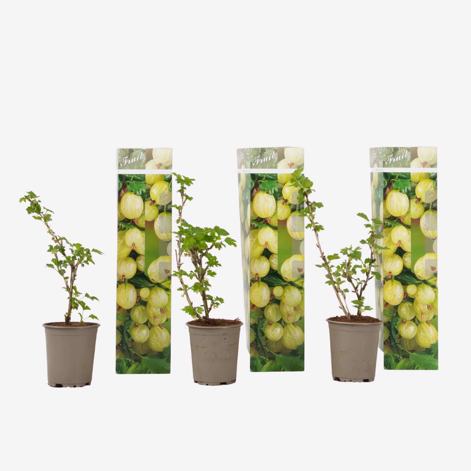 Plant in a Box – Stachelbeere – 3er-Set – Ribes uva- crispa – Höhe 25-40cm – Topf 9cm | 08721278901104