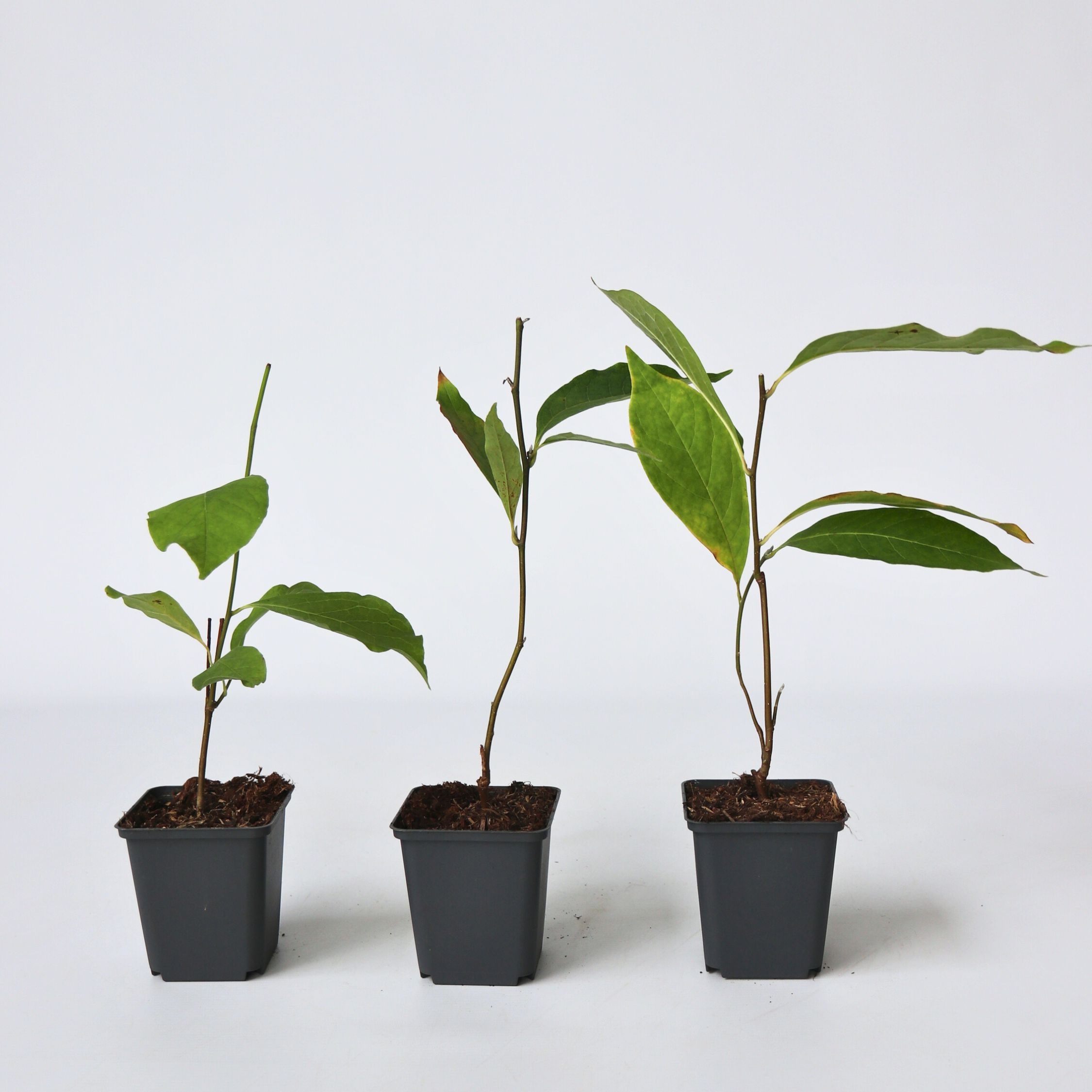 Plant in a Box - Magnolie - 3 Stk - Magnolia - H&ouml;he 25-40cm - Topf 9cm - Bild 1