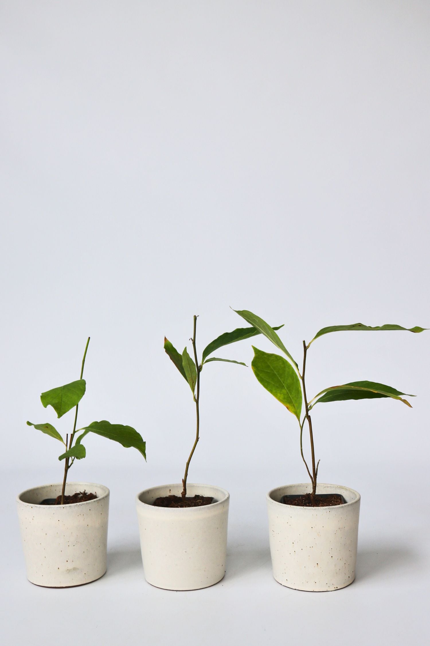 Plant in a Box - Magnolie - 6 Stk - Magnolia - H&ouml;he 25-40cm - Topf 9cm - Bild 1