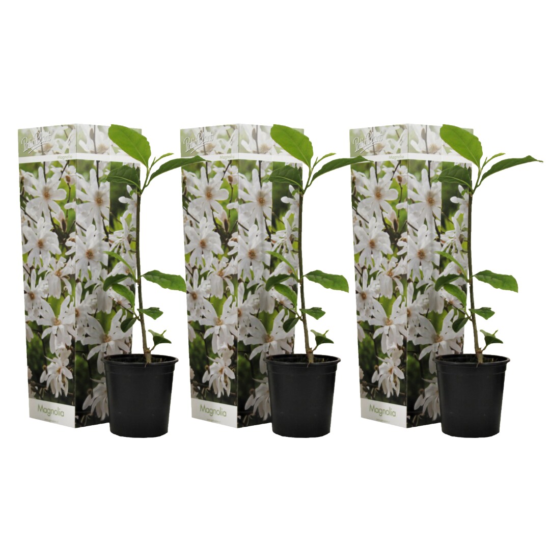 Plant in a Box – Magnolie – 3 Stk – Magnolia ‚Stellata‘ – Höhe 25-40cm – Topf 9cm | 07428475230563