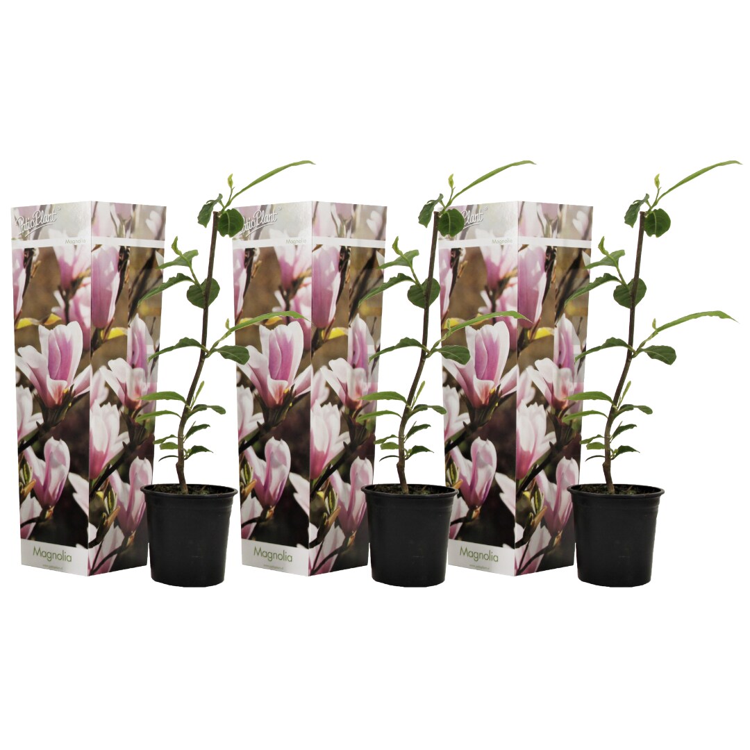 Plant in a Box – Magnolie – 3 Stk – Magnolia ‚Soulangea‘ – Höhe 25-40cm – Topf 9cm | 07428479667778