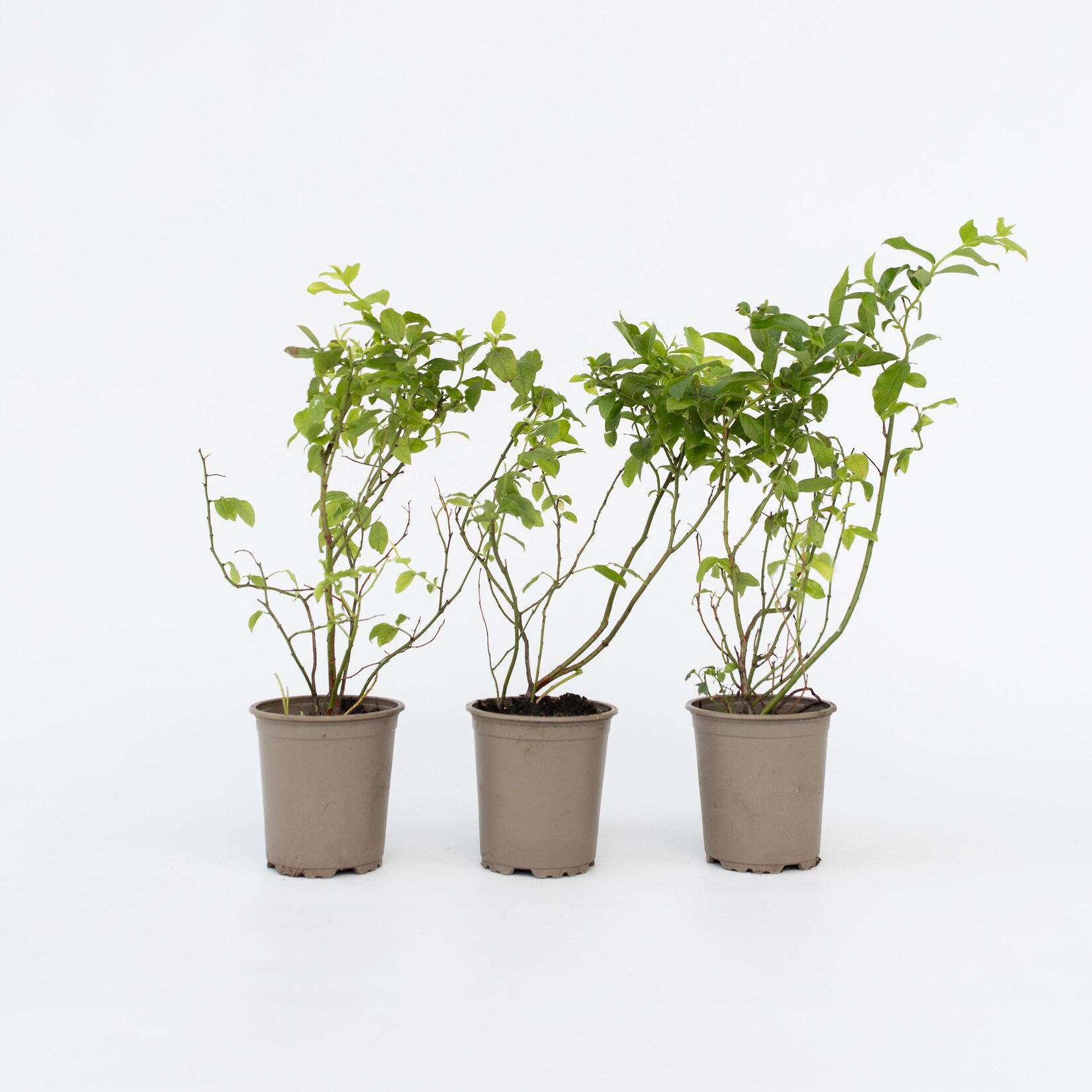 Plant in a Box – Blaubeere – 6 Stk – Vaccinium corymbosum ‚Sunshine Blue‘ – Höhe 25-40cm – Topf 9cm | 07428477862595