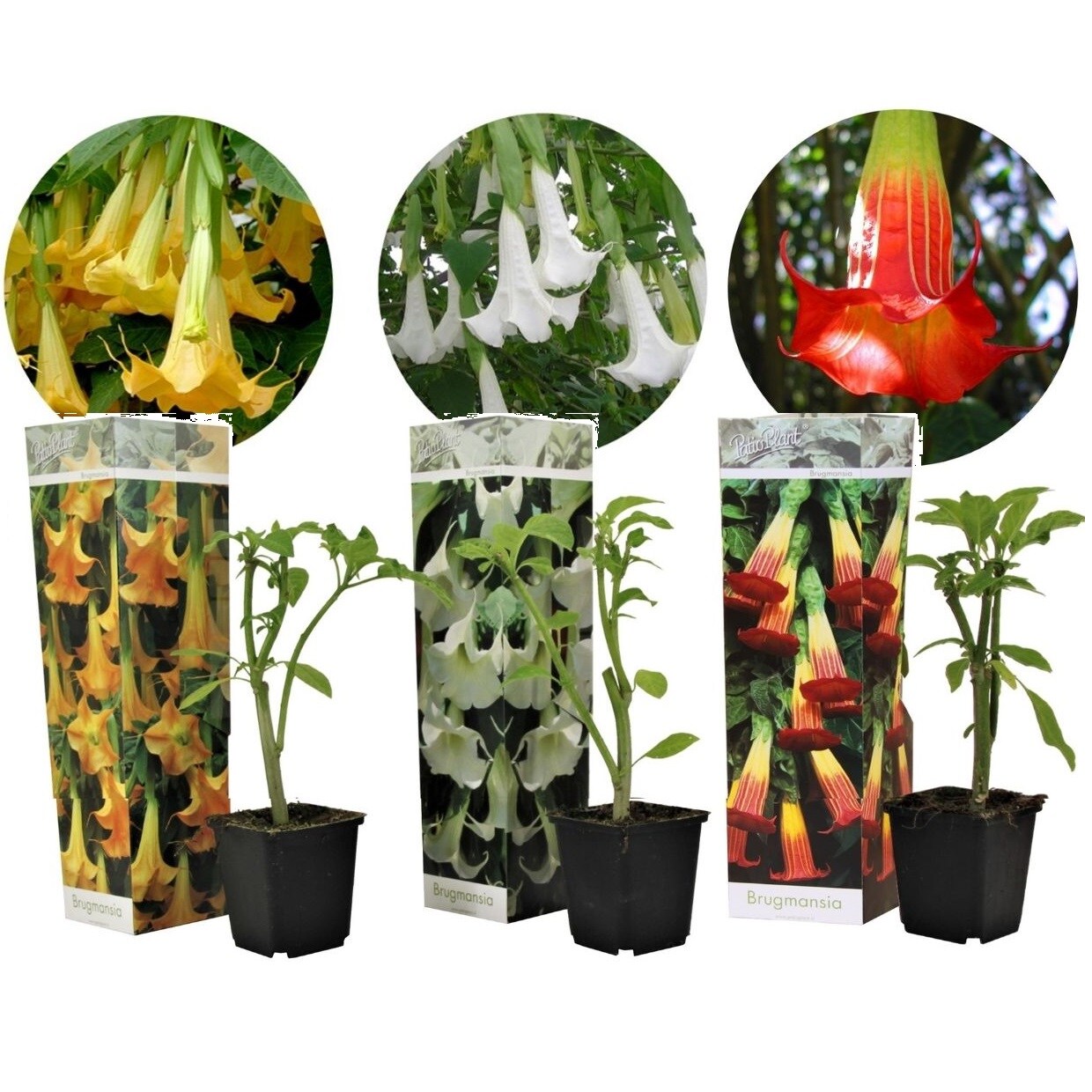 Plant in a Box - Engelstrompete - 3 Stk - Brugmansia - H&ouml;he 25-40cm - Topf 9cm - Bild 1