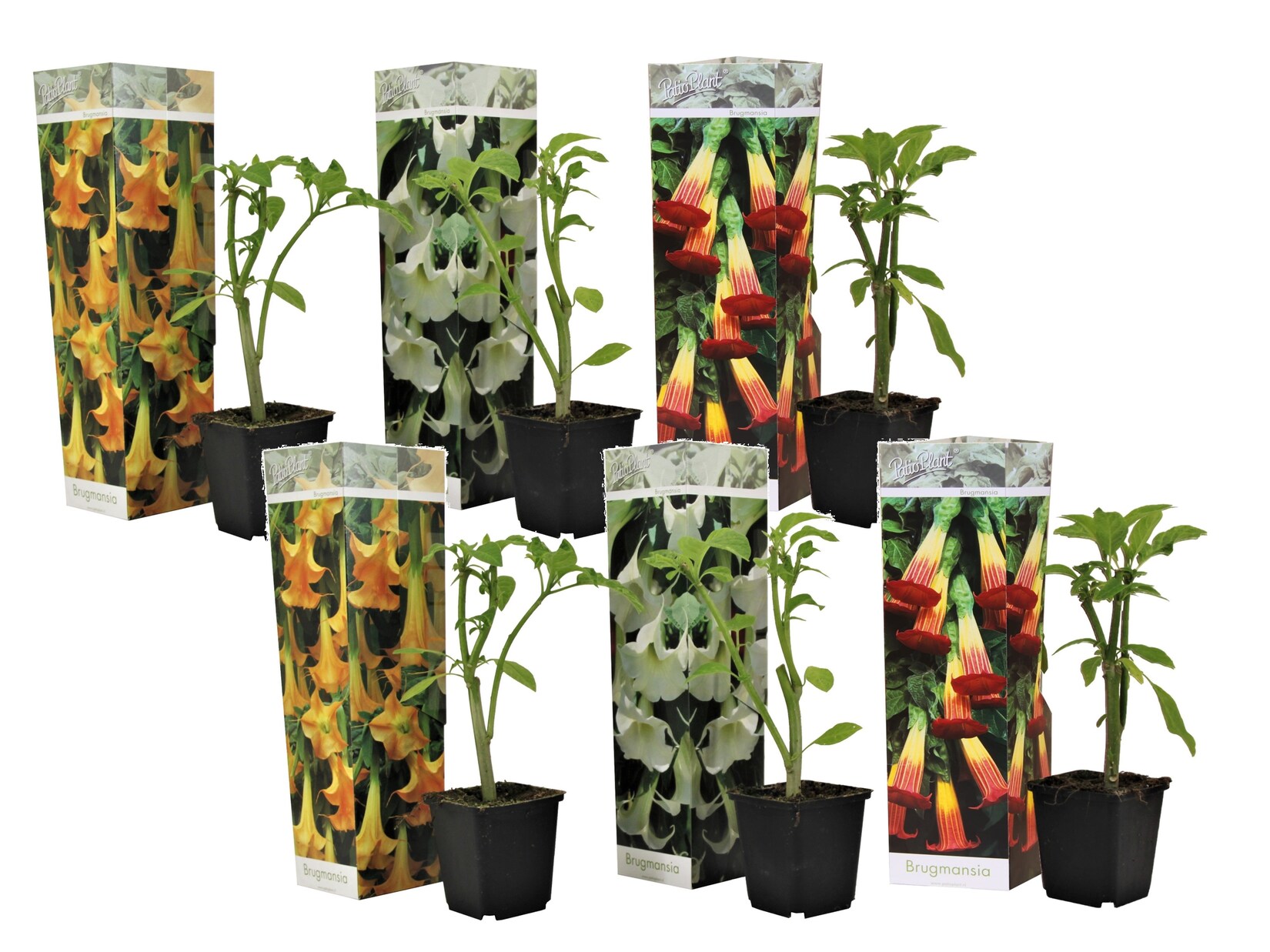 Plant in a Box – Engelstrompete – 6 Stk – Brugmansia – Höhe 25-40cm – Topf 9cm | 07428479698383