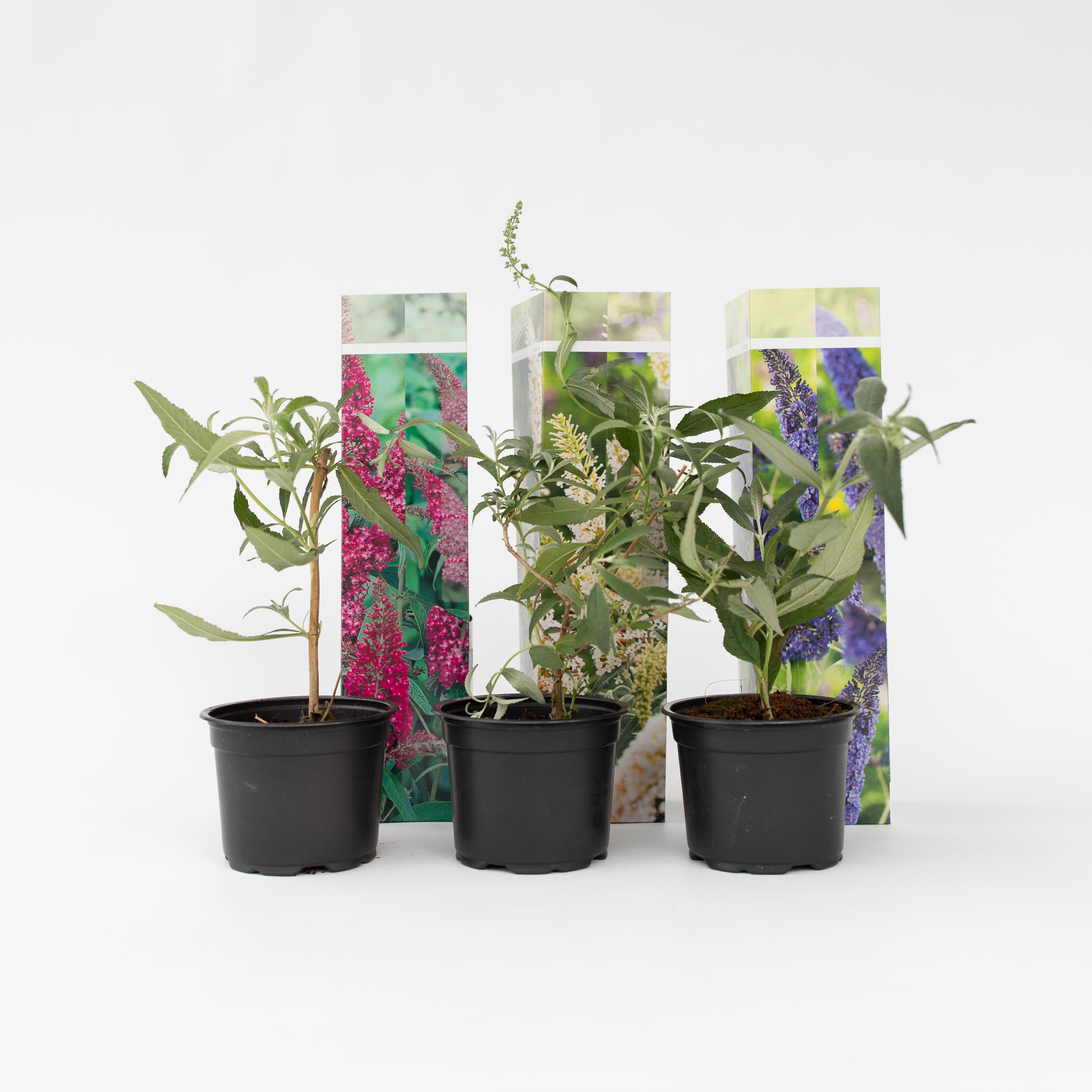 Plant in a Box - Schmetterlingsfliedern - 3 Stk - Buddleja davidii - H&ouml;he 25-40cm - Topf 9cm - Bild 1