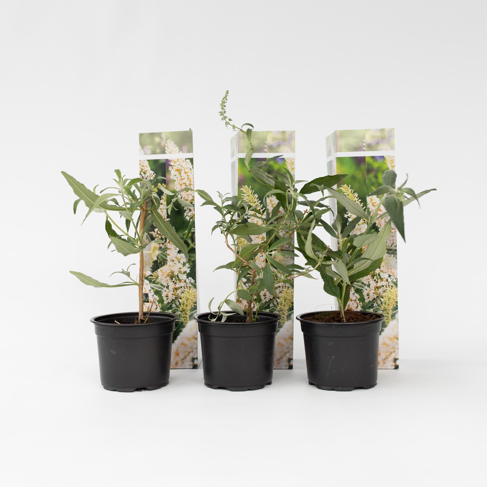 Plant in a Box – Schmetterlingsfliedern – 3 Stk – Buddleja davidii ‚White‘ – Höhe 25-40cm – Topf 9cm | 07428475402243