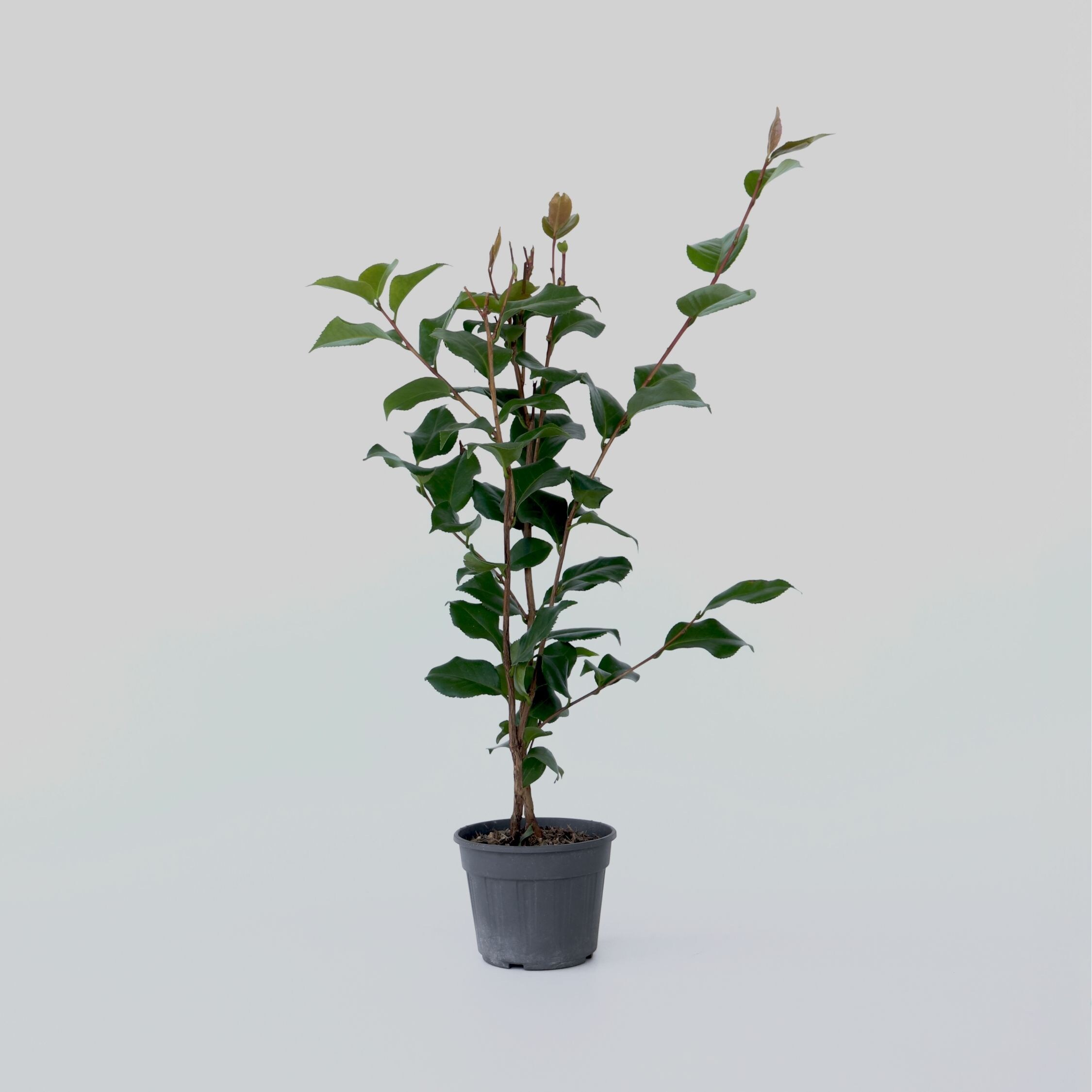 Plant in a Box - Japanische Rose - Camellia japonica 'Dr. King' - H&ouml;he 50-60cm - Topf 15cm - Bild 1