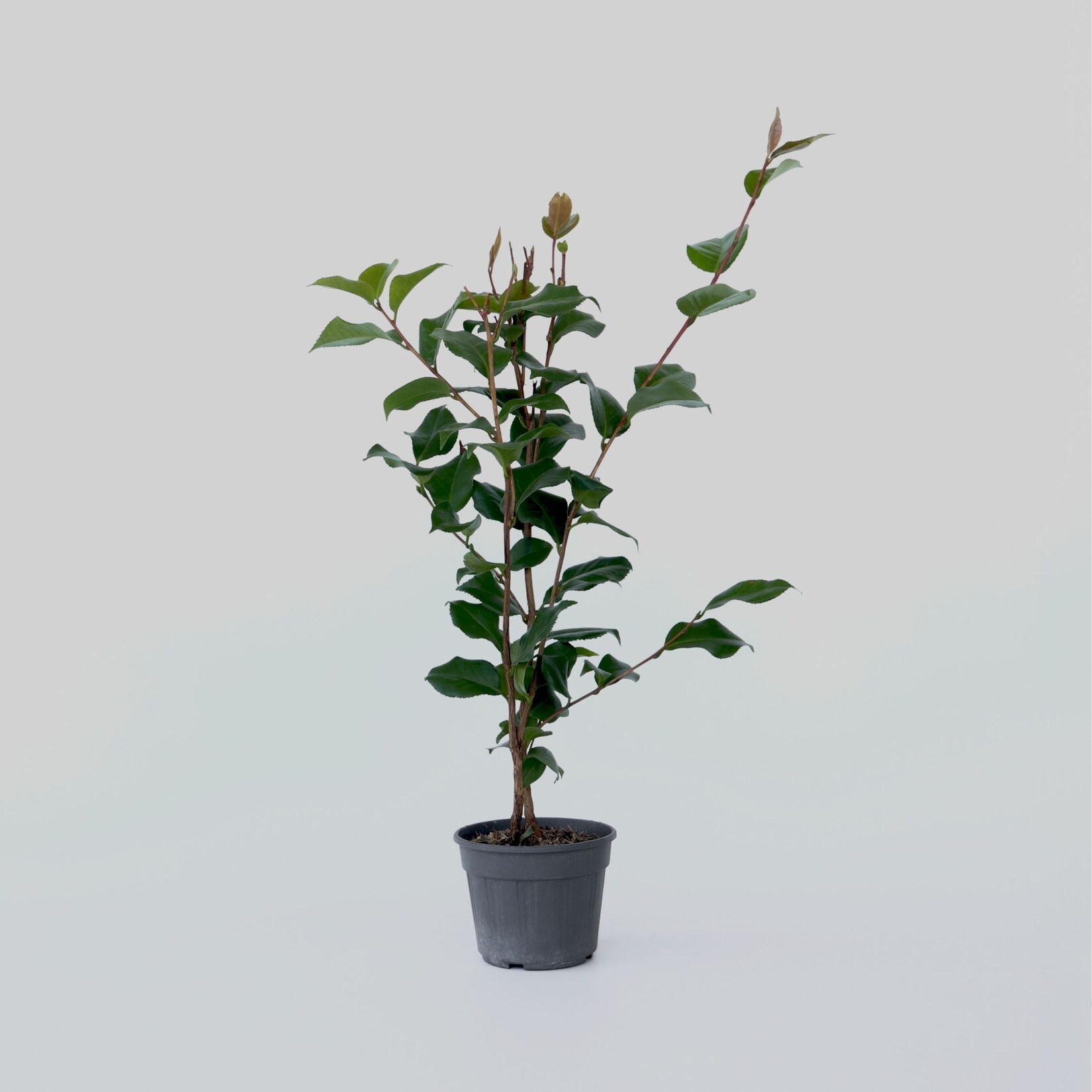 Plant in a Box – Japanische Rose – Camellia japonica ‚Dr. King‘ – Höhe 50-60cm – Topf 15cm | 07428471026672