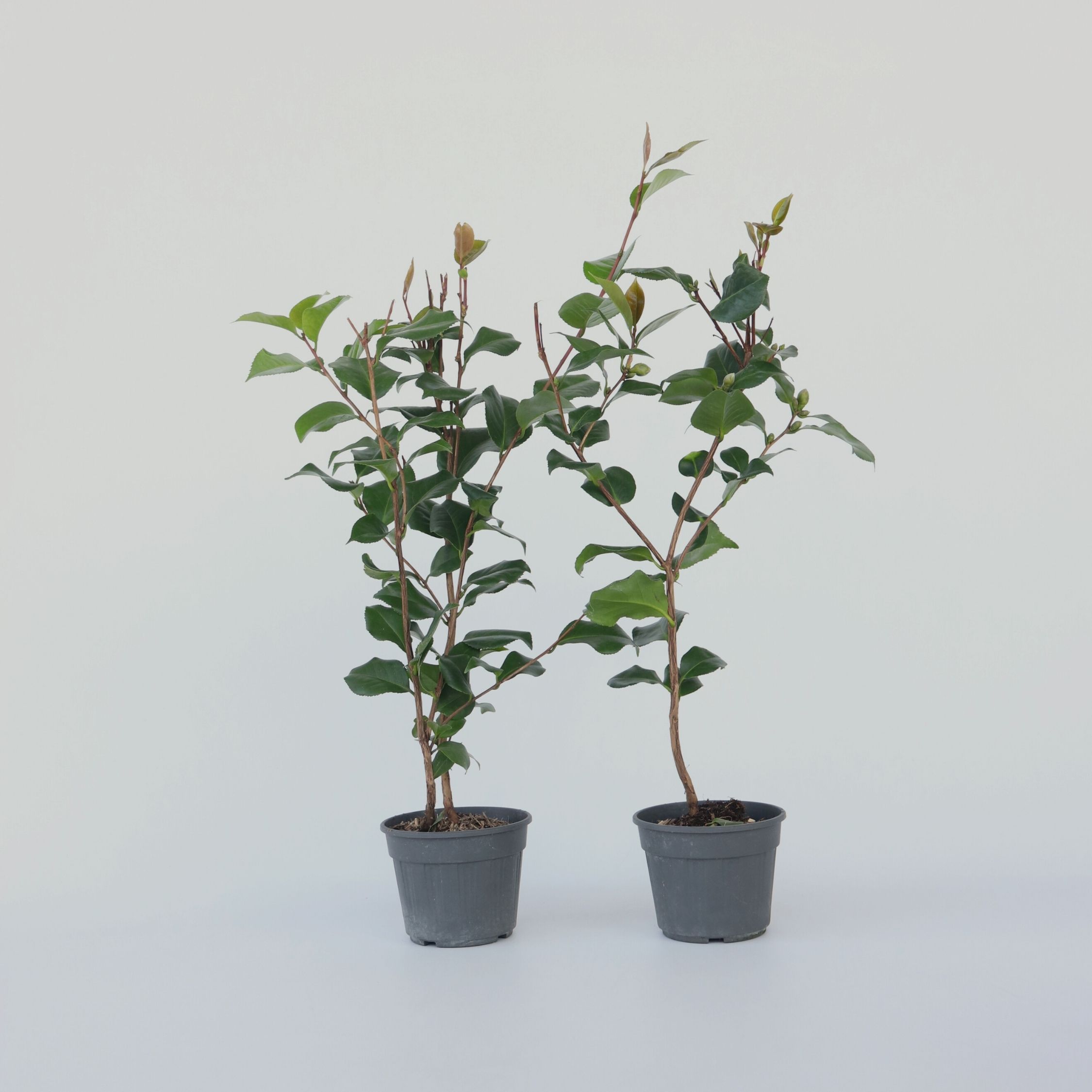 Plant in a Box - Japanische Rose - 2 Stk - Camellia japonica 'Dr. King' - H&ouml;he 50-60cm - Topf 15cm - Bild 1