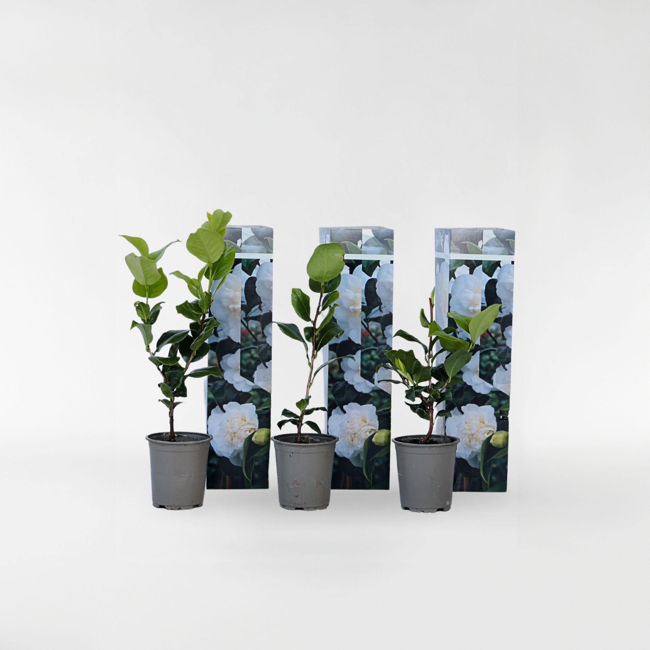Plant in a Box - Japanische Rose - 3 Stk - Camellia japonica 'Brush Field' - H&ouml;he 25-40cm - Topf 9cm - Bild 1