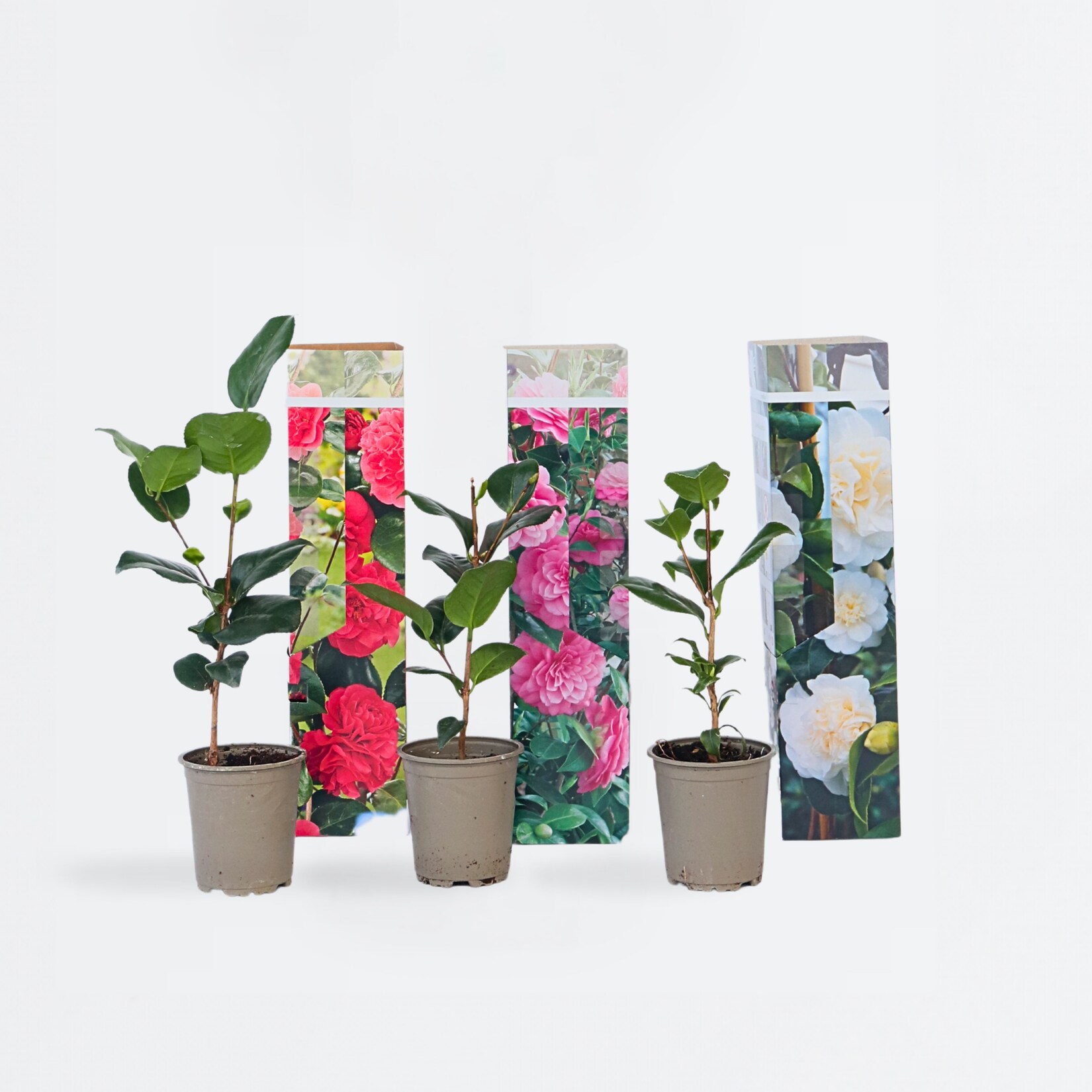 Plant in a Box – Japanische Rose – 6 Stk – Camellia japonica – Höhe 25-40cm – Topf 9cm | 07428470627832