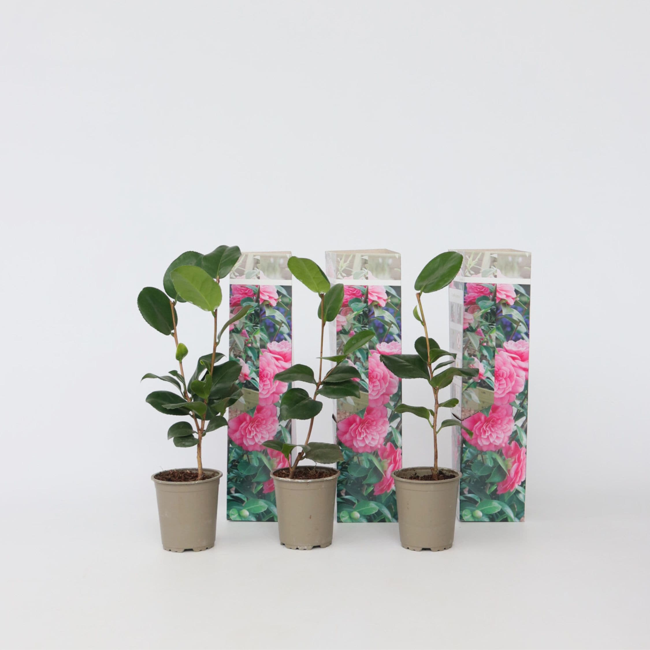 Plant in a Box - Japanische Rose - 3 Stk - Camellia japonica 'Bonomiana' - H&ouml;he 25-40cm - Topf 9cm - Bild 1