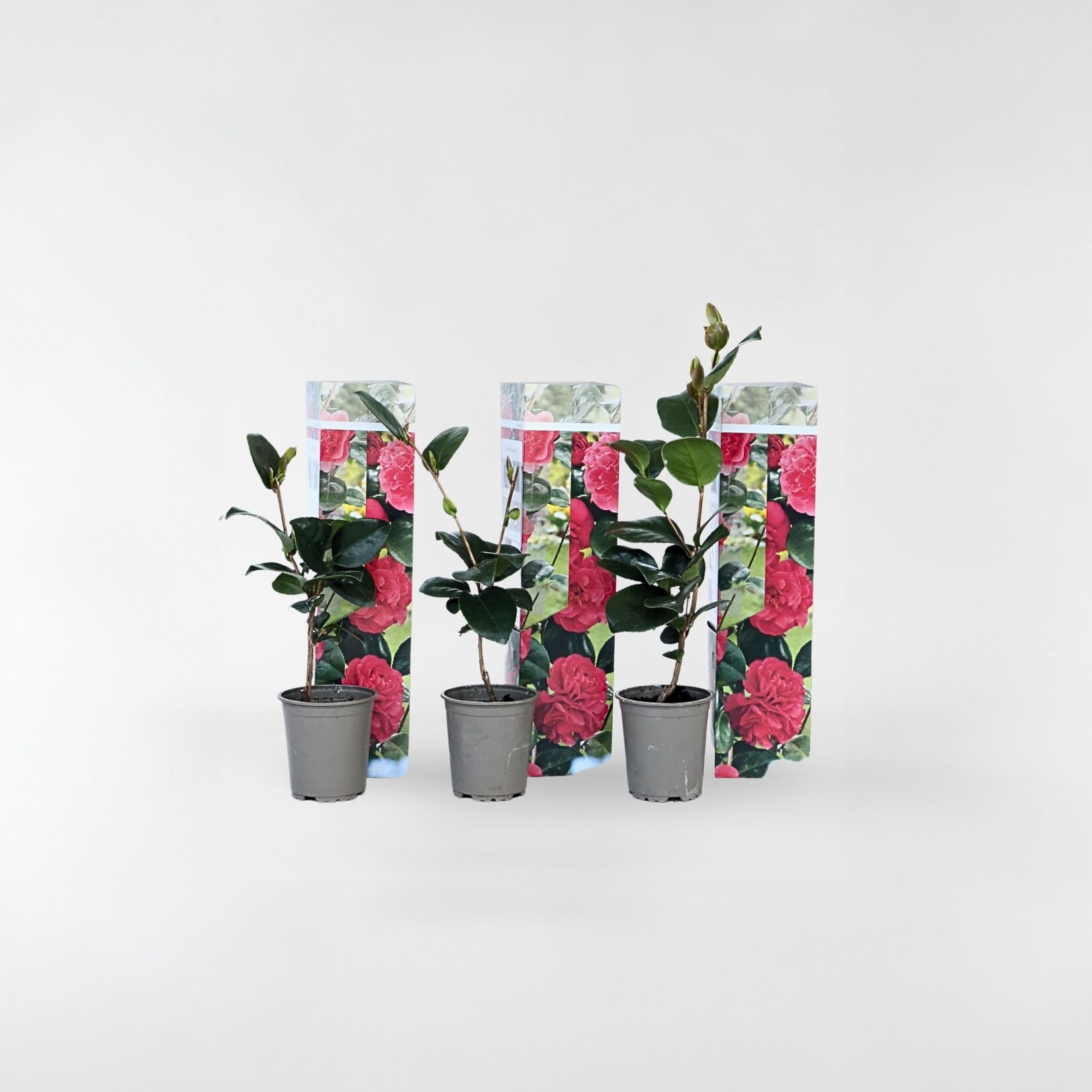 Plant in a Box – Japanische Rose – 3 Stk – Camellia japonica Lady Campbell – Höhe 25-40cm – Topf 9cm | 07428471157512
