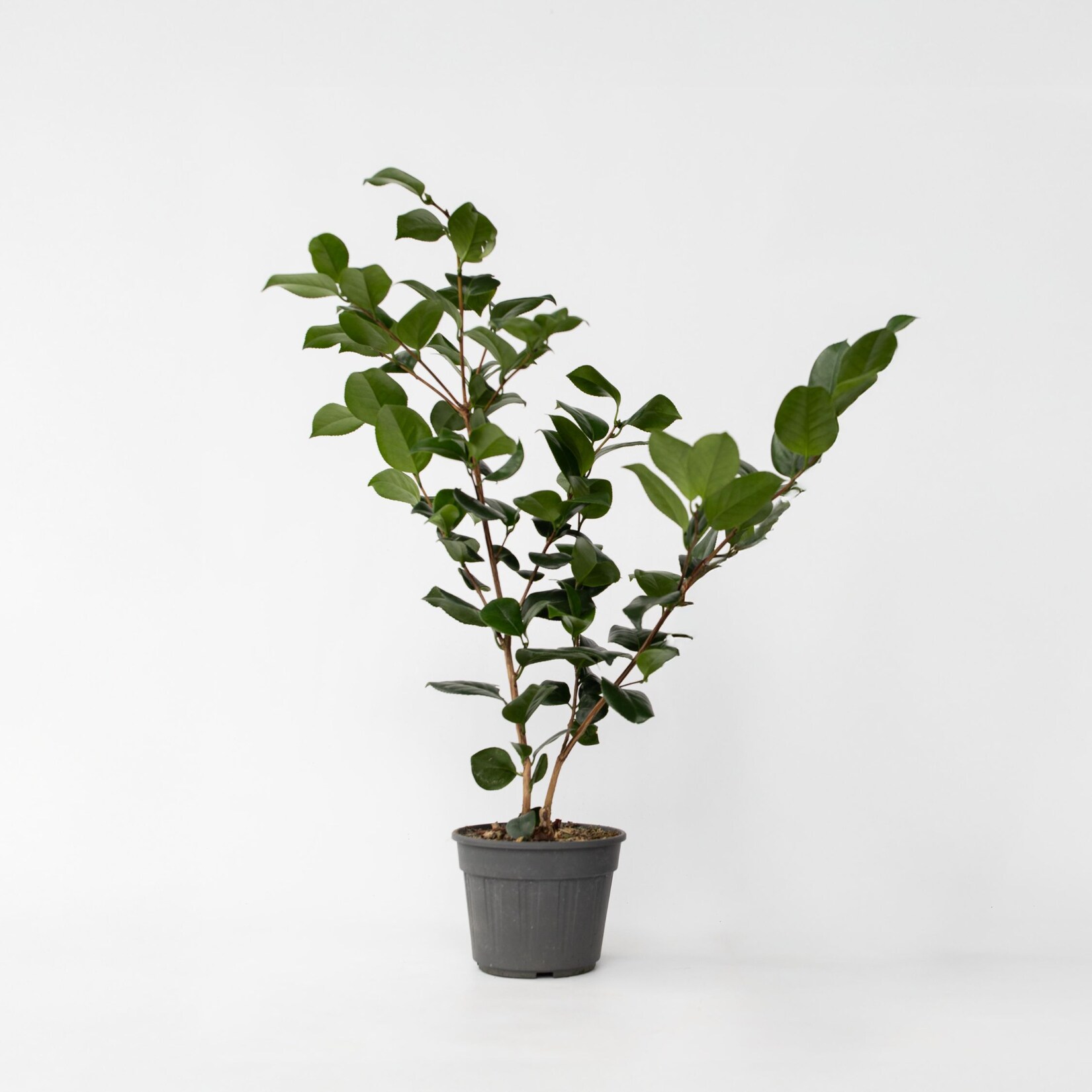 Plant in a Box – Japanische Rose – Camellia japonica ‚Bonomiana‘ – Höhe 50-60cm – Topf 15cm | 07428472656861