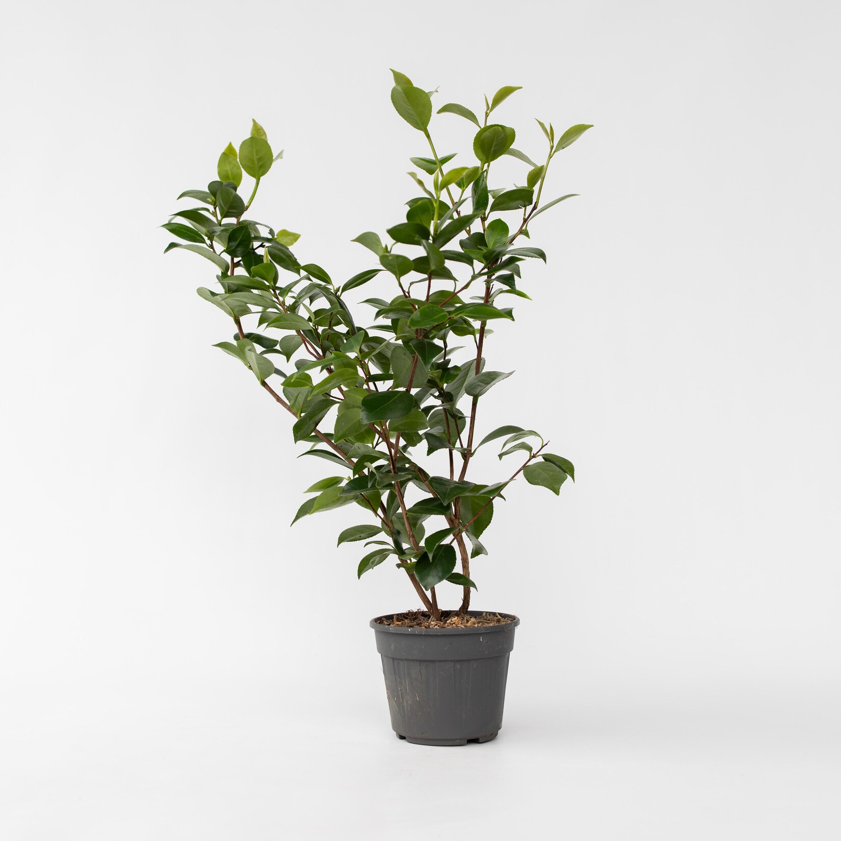 Plant in a Box – Japanische Rose – Camellia japonica ‚Brush Field‘ – Höhe 50-60cm – Topf 15cm | 07428474639091