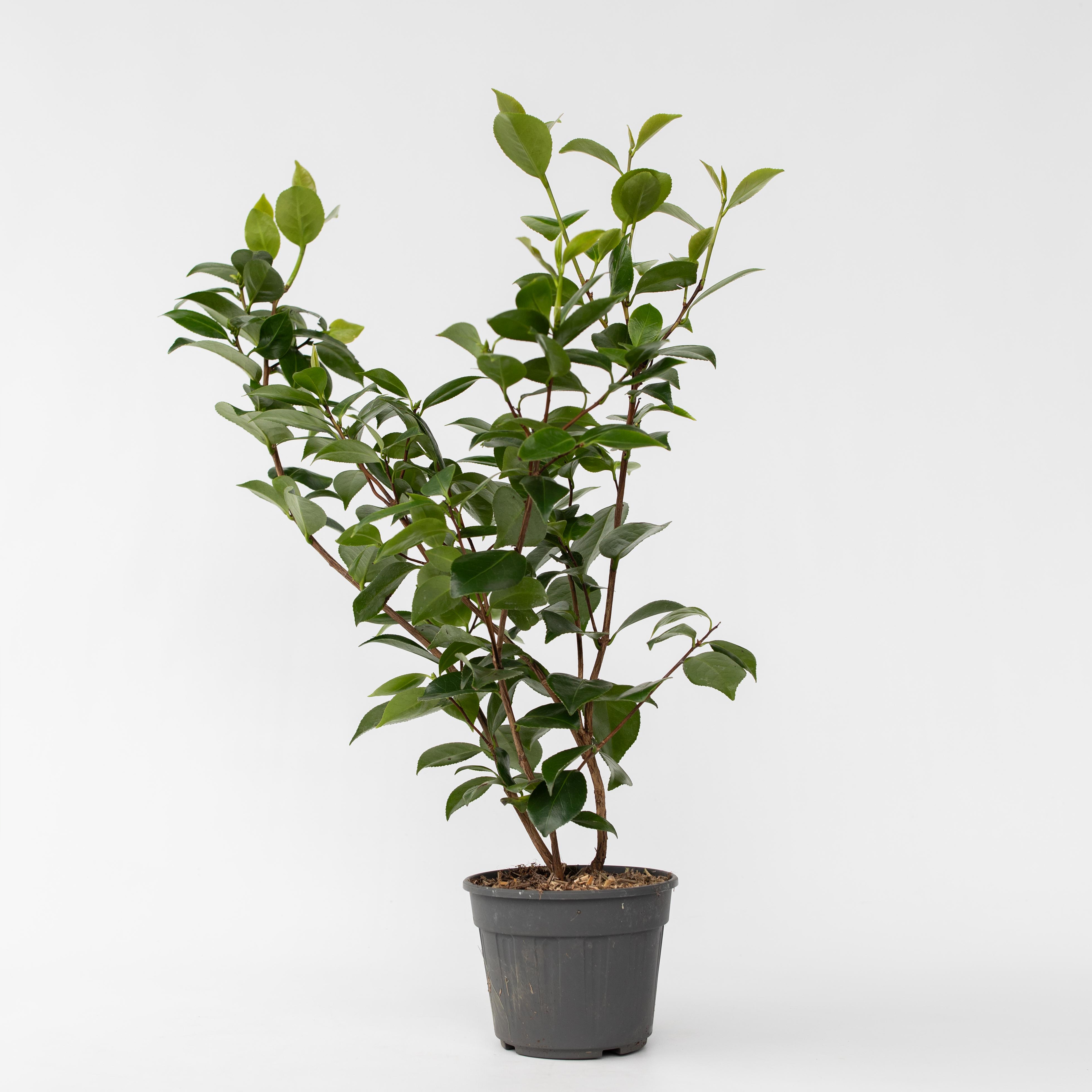 Plant in a Box - Japanische Rose - Camellia japonica 'Lady Campbell' - H&ouml;he 50-60cm - Topf 15cm - Bild 1