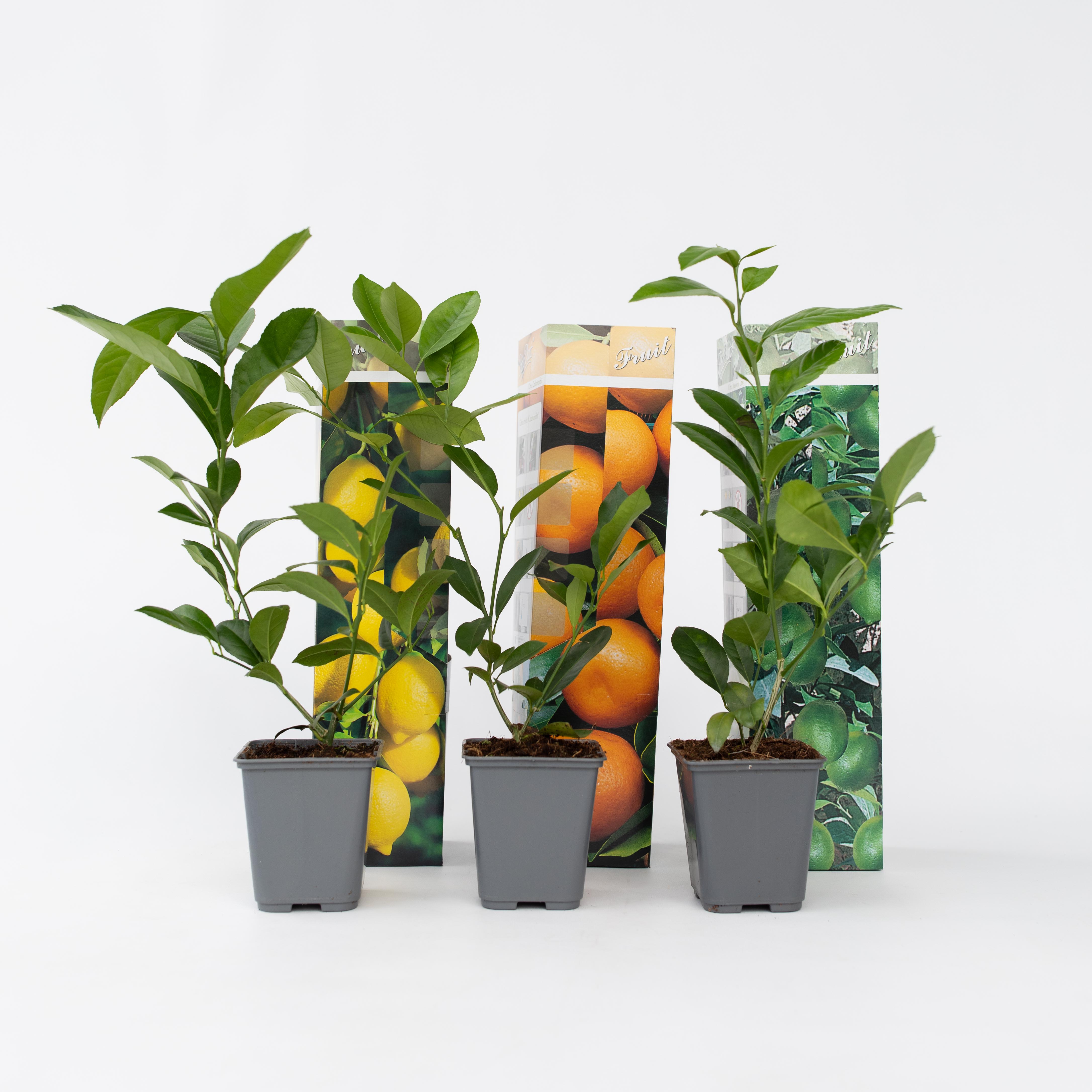 Plant in a Box - Zitruspflanzenmischung - 6 Stk - Citrus limon - H&ouml;he 25-40cm - Topf 9cm - Bild 1
