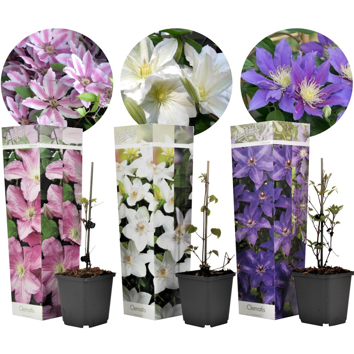 Plant in a Box – Klematis – 3 Stk – Clematis hybrid – Höhe 25-40cm – Topf 9cm | 07442924147165