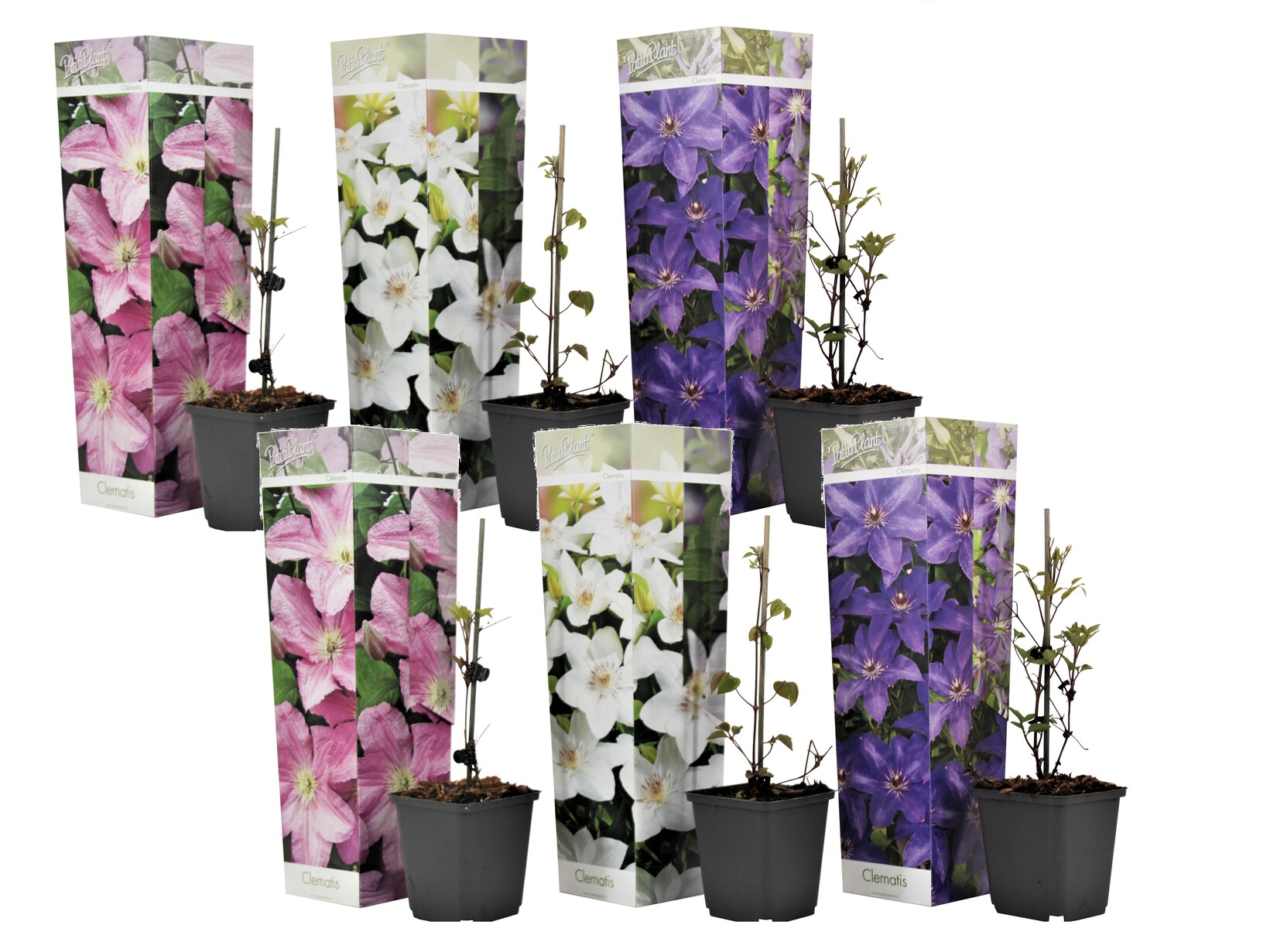 Plant in a Box – Klematis – 6 Stk – Clematis hybrid – Höhe 25-40cm – Topf 9cm | 07428474461616