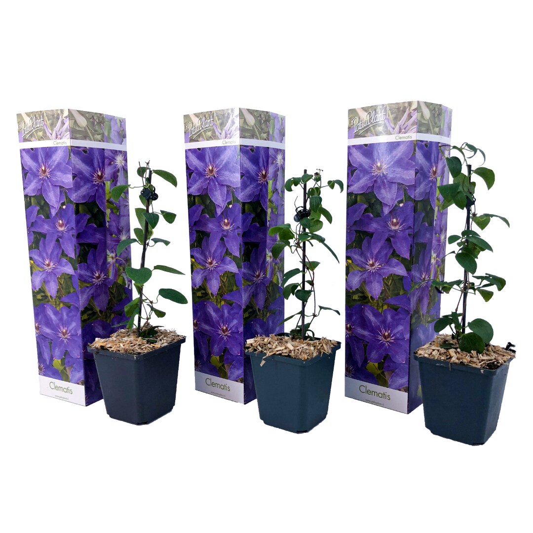 Plant in a Box – Klematis – 3 Stk – Clematis ‚The President‘ – Höhe 25-40cm – Topf 9cm | 07428477390333