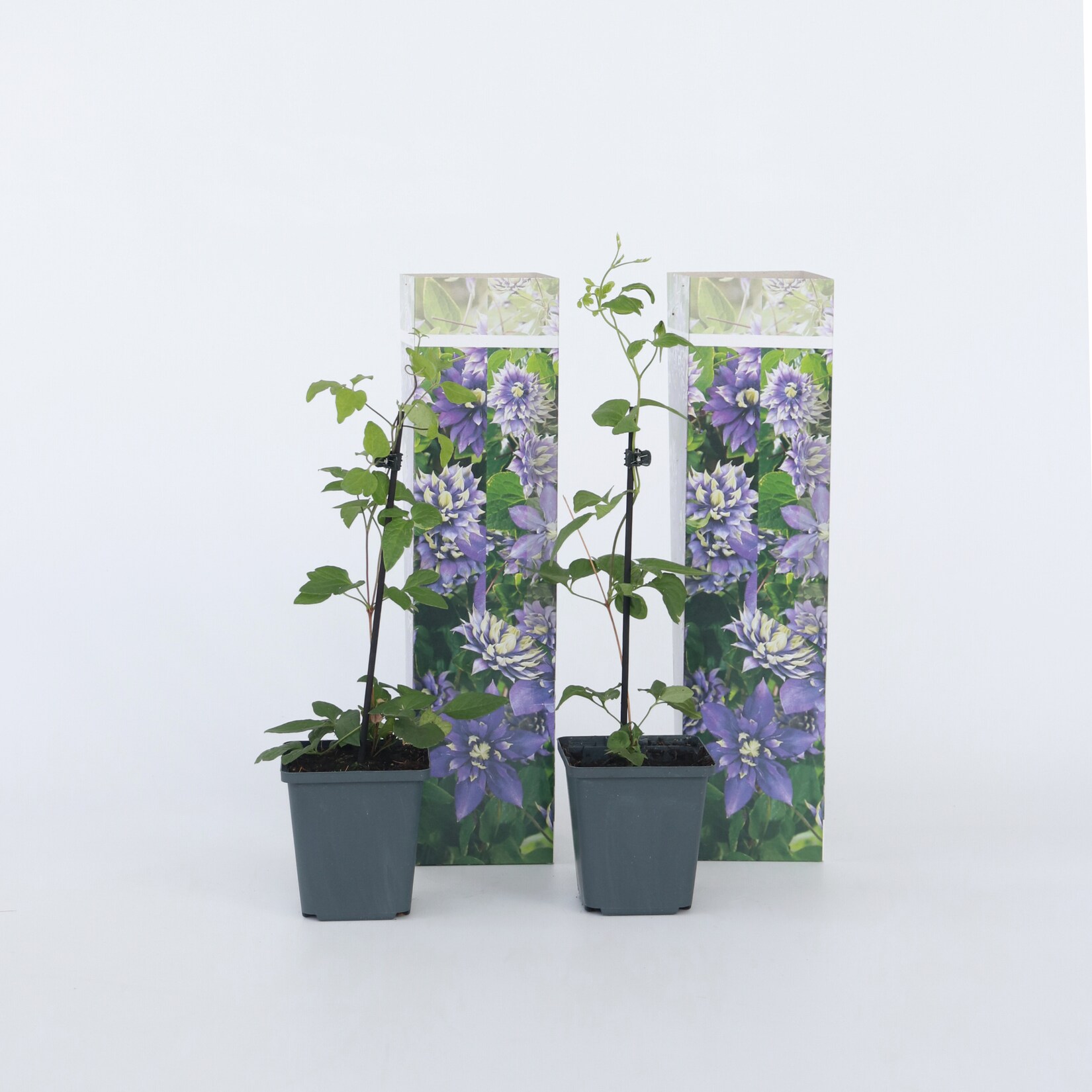Plant in a Box – Klematis – 4 Stk – Clematis hybrid ‚Taiga‘ – Höhe 25-40cm – Topf 9cm | 07428472900179