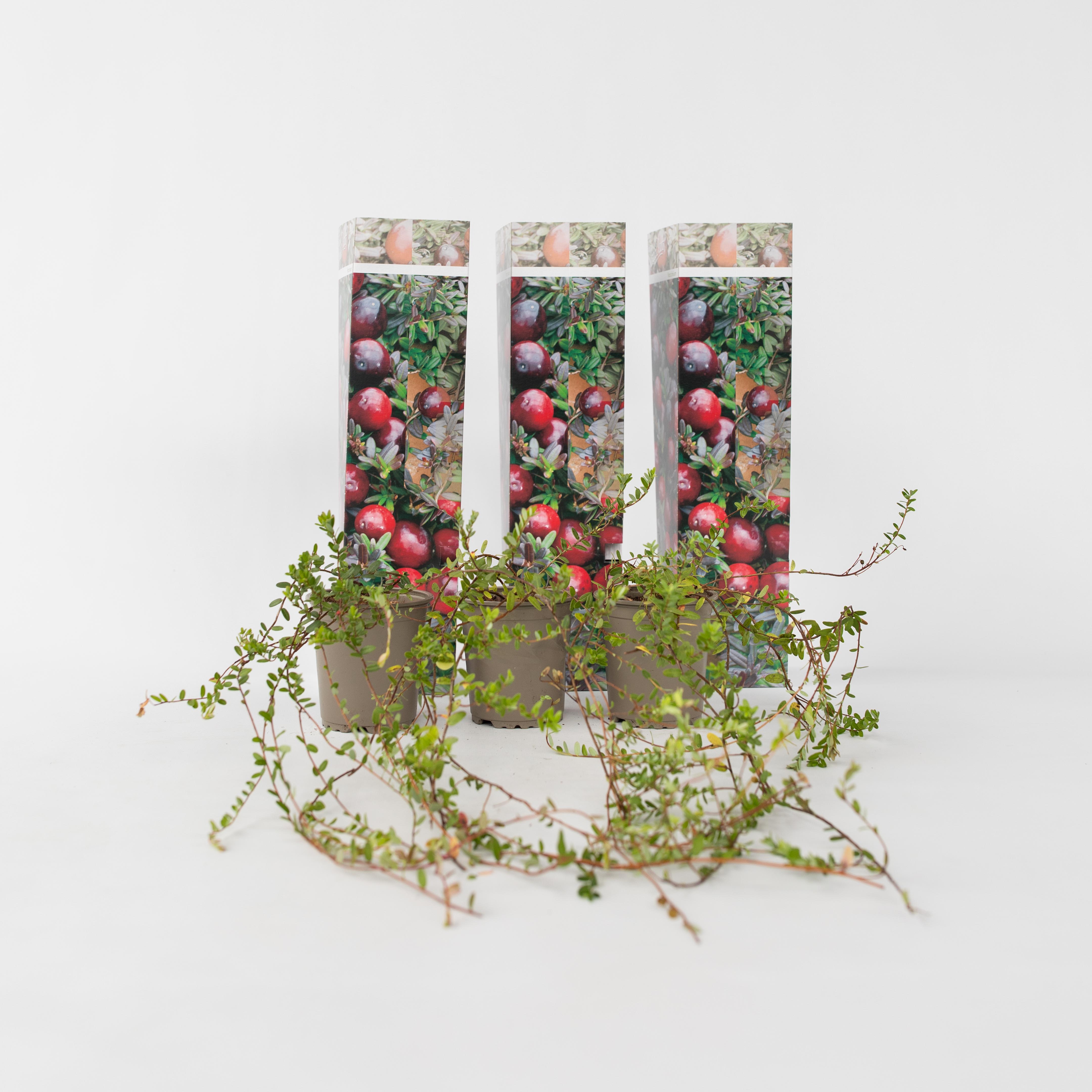 Plant in a Box - Preiselbeere - 3 Stk - Vaccinium macrocarpon 'Cranberry' - H&ouml;he 10-20cm - Topf 9cm - Bild 1