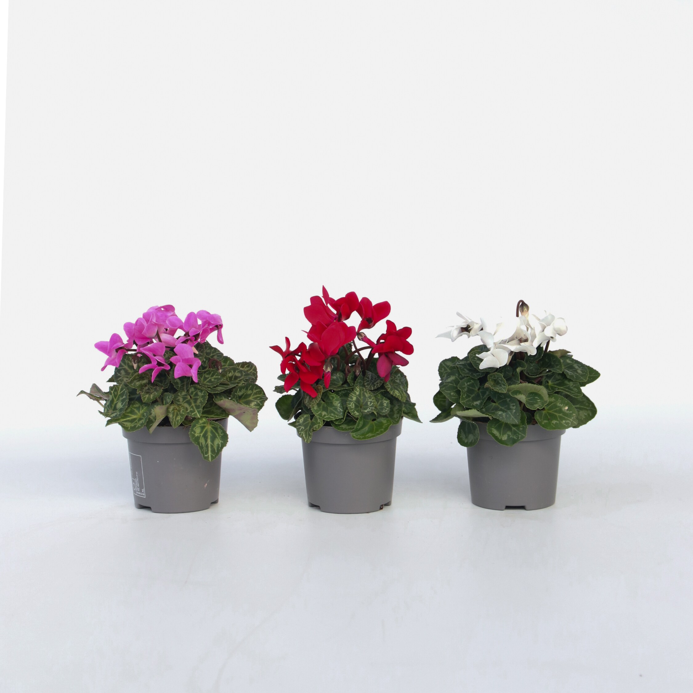 Plant in a Box - Alpenveilchen - 6 Stk - Cyclamen persicum - H&ouml;he 10-20cm - Topf 9cm - Bild 1