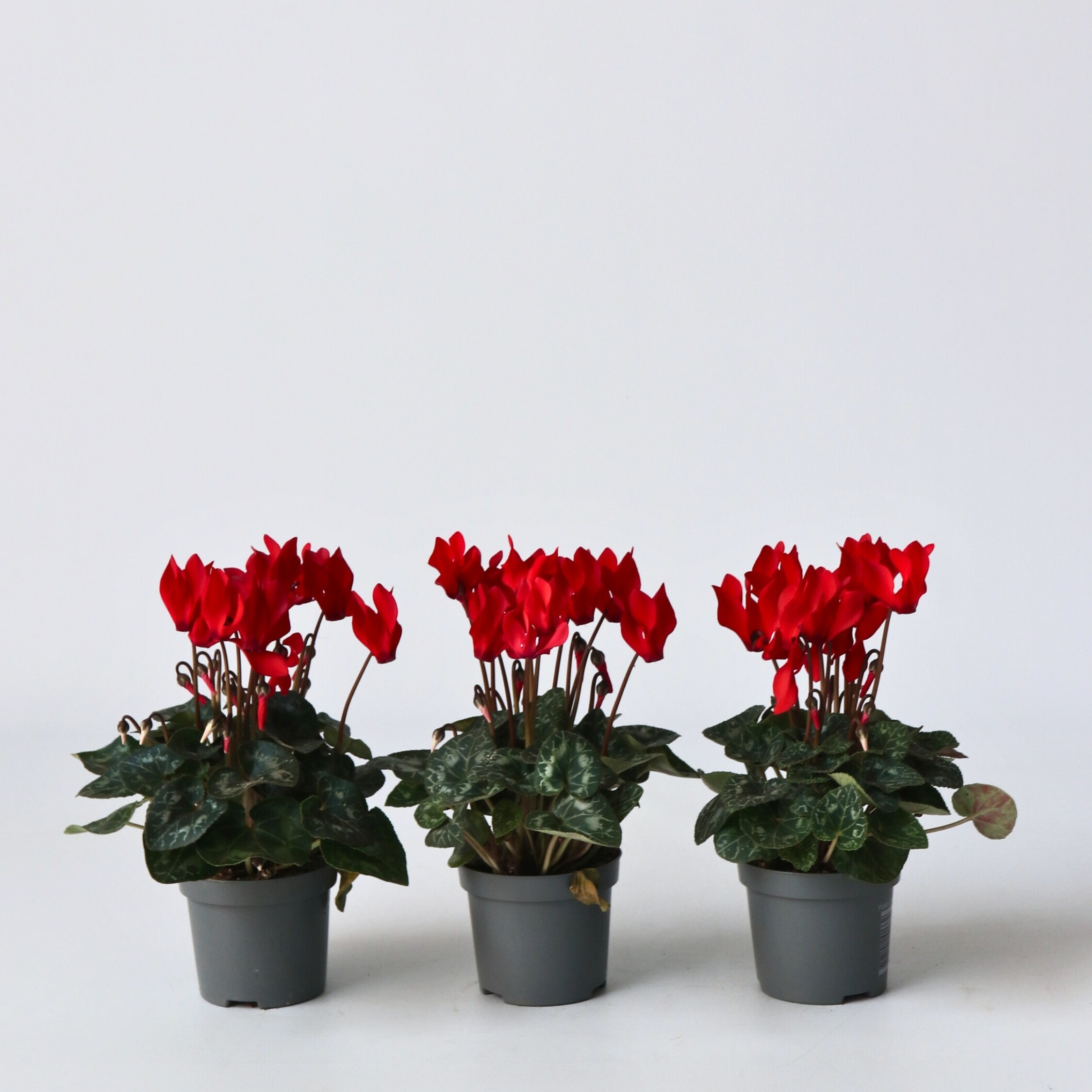 Plant in a Box - Alpenveilchen - 3 Stk - Cyclamen persicum Winfall Scarlet - H&ouml;he 10-20cm - Topf 9cm - Bild 1