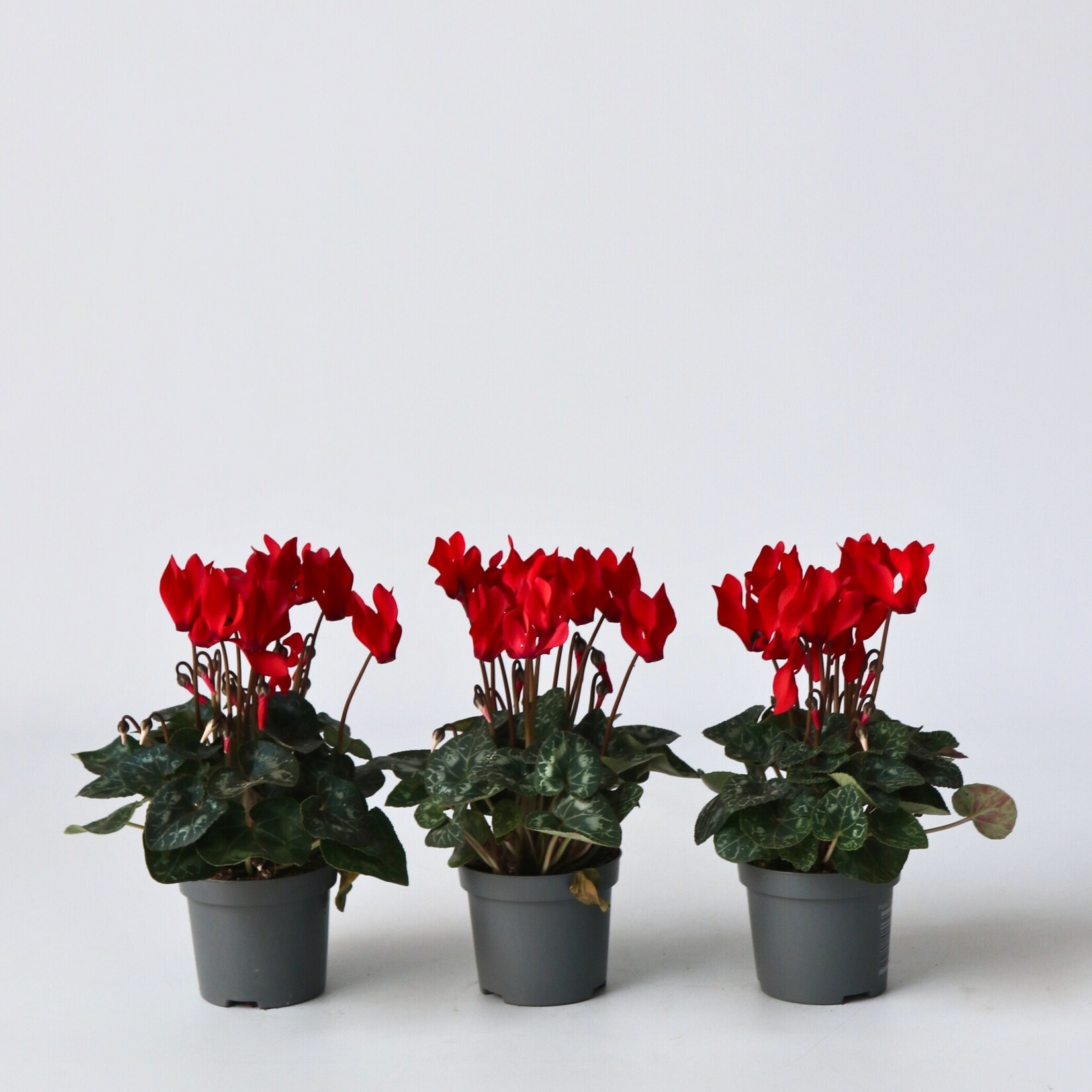 Plant in a Box – Alpenveilchen – 6 Stk – Cyclamen persicum Winfall Scarlet – Höhe 10-20cm – Topf 9cm | 06097256270275