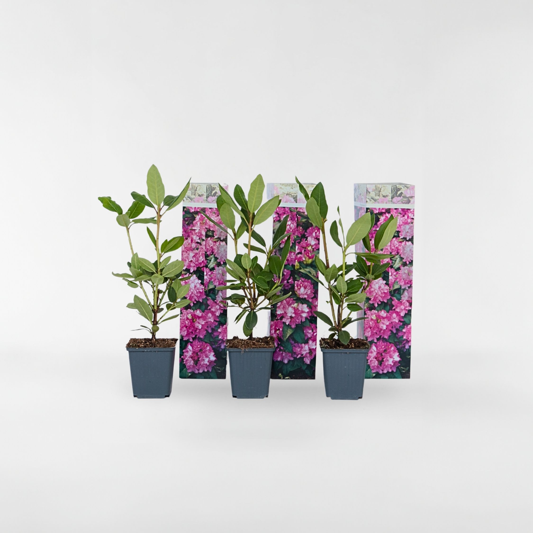 Plant in a Box - Rhododendren - 3 Stk - Rhododendron roseum 'elegans pink' - H&ouml;he 25-40cm - Topf 9cm - Bild 1