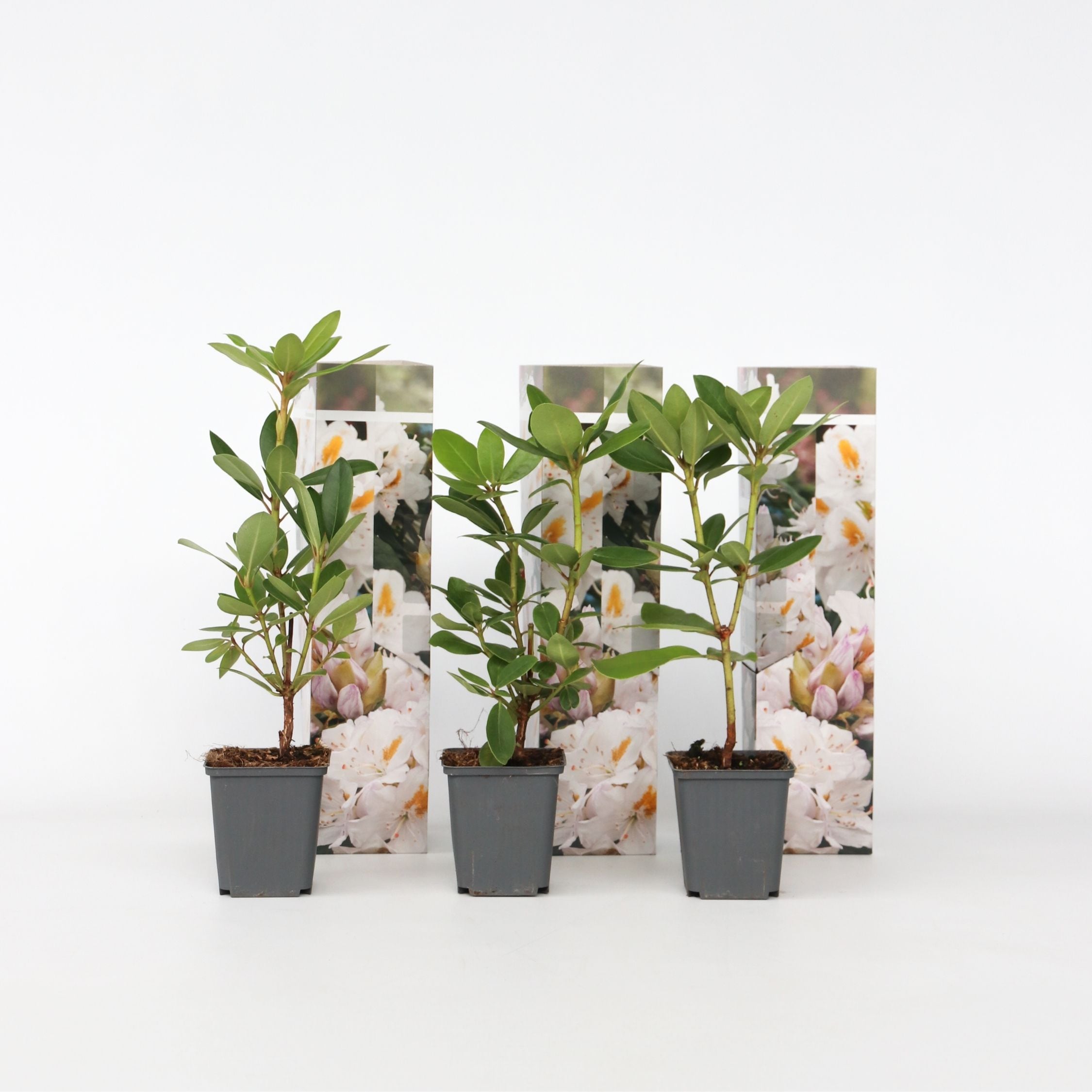 Plant in a Box - Rhododendren - 3 Stk - Rhododendron 'cunningham's white' - H&ouml;he 25-40cm - Topf 9cm - Bild 1