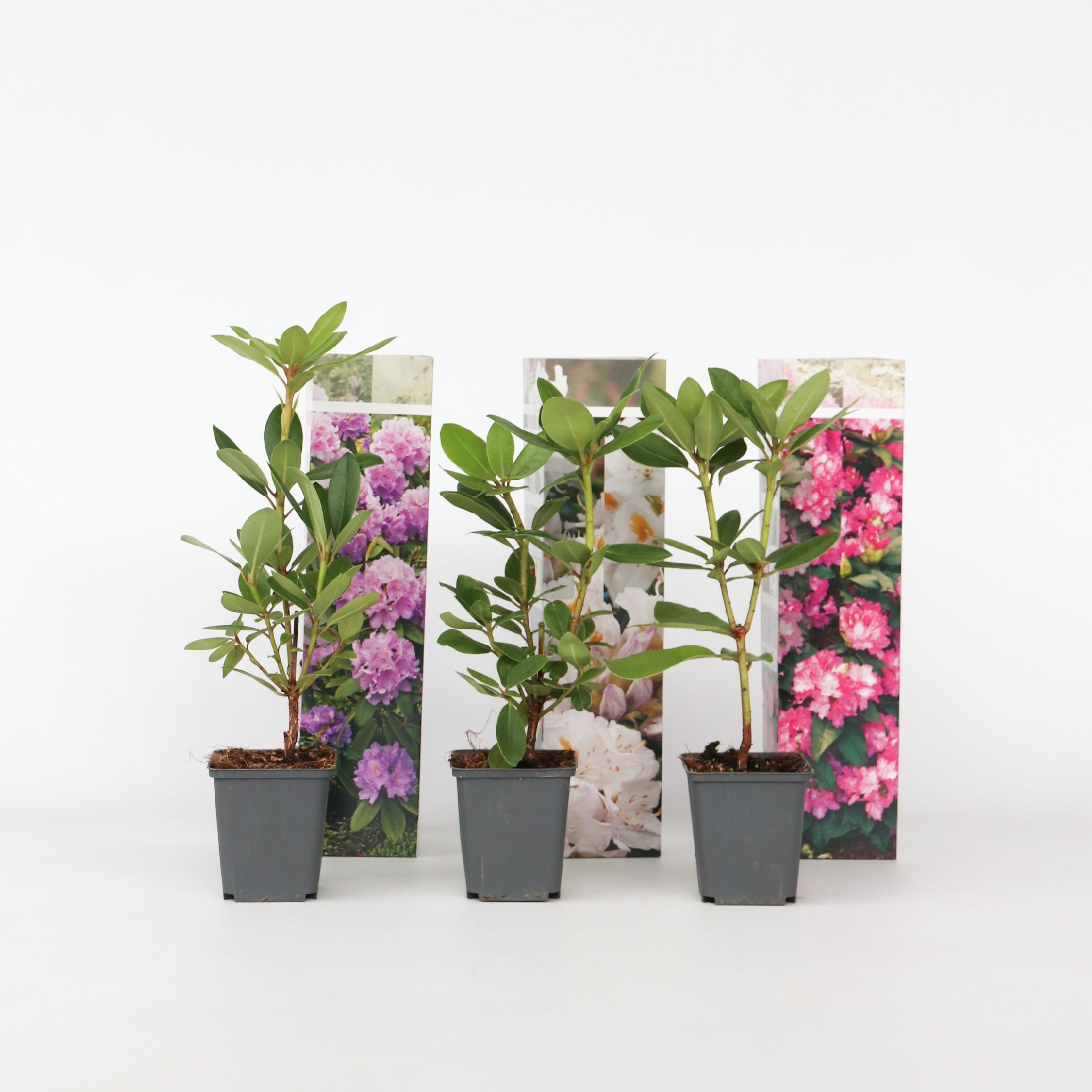 Plant in a Box - Rhododendren - 3 Stk - Rhododendron catawbiense - H&ouml;he 25-40cm - Topf 9cm - Bild 1