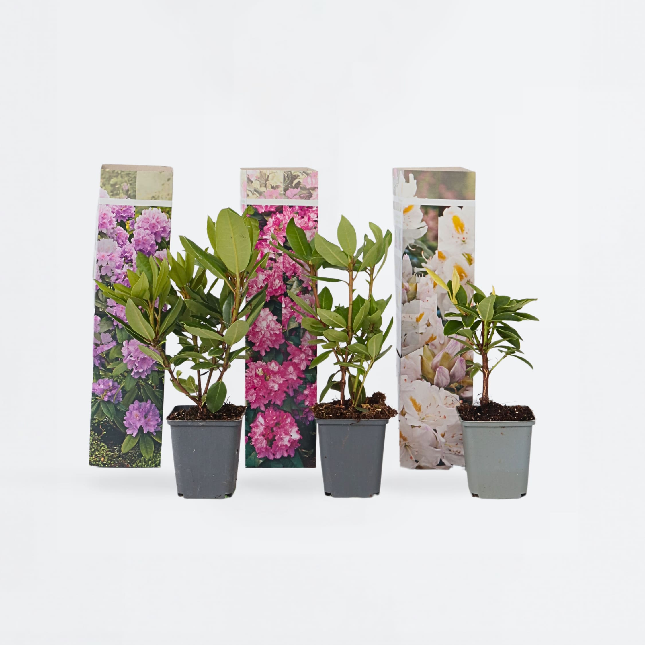 Plant in a Box - Rhododendren - 6 Stk - Rhododendron catawbiense - H&ouml;he 25-40cm - Topf 9cm - Bild 1