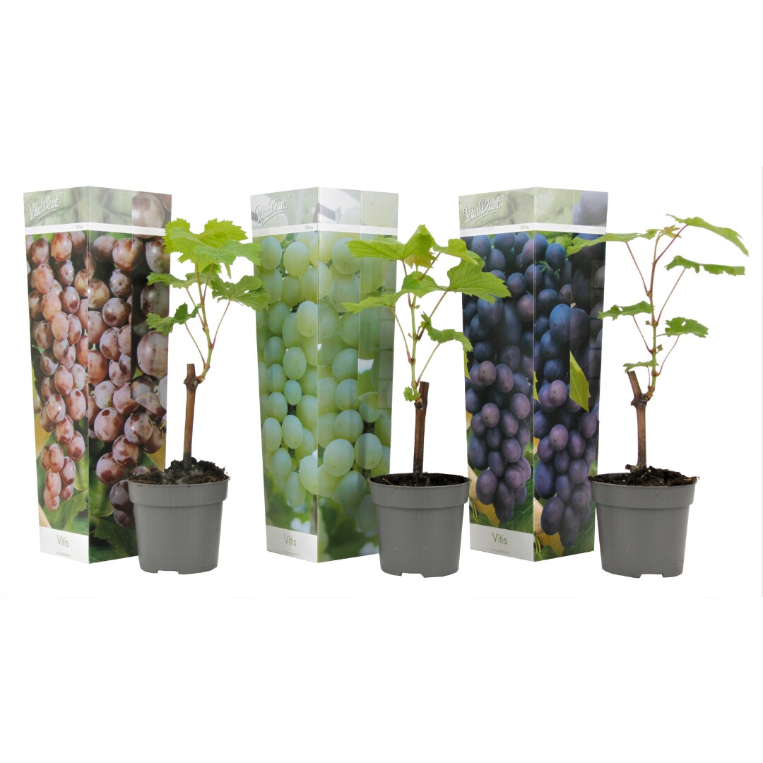 Plant in a Box – Traubenpflanze – 3 Stk – Vitis vinifera – Höhe 25-40cm – Topf 9cm | 07442924151162