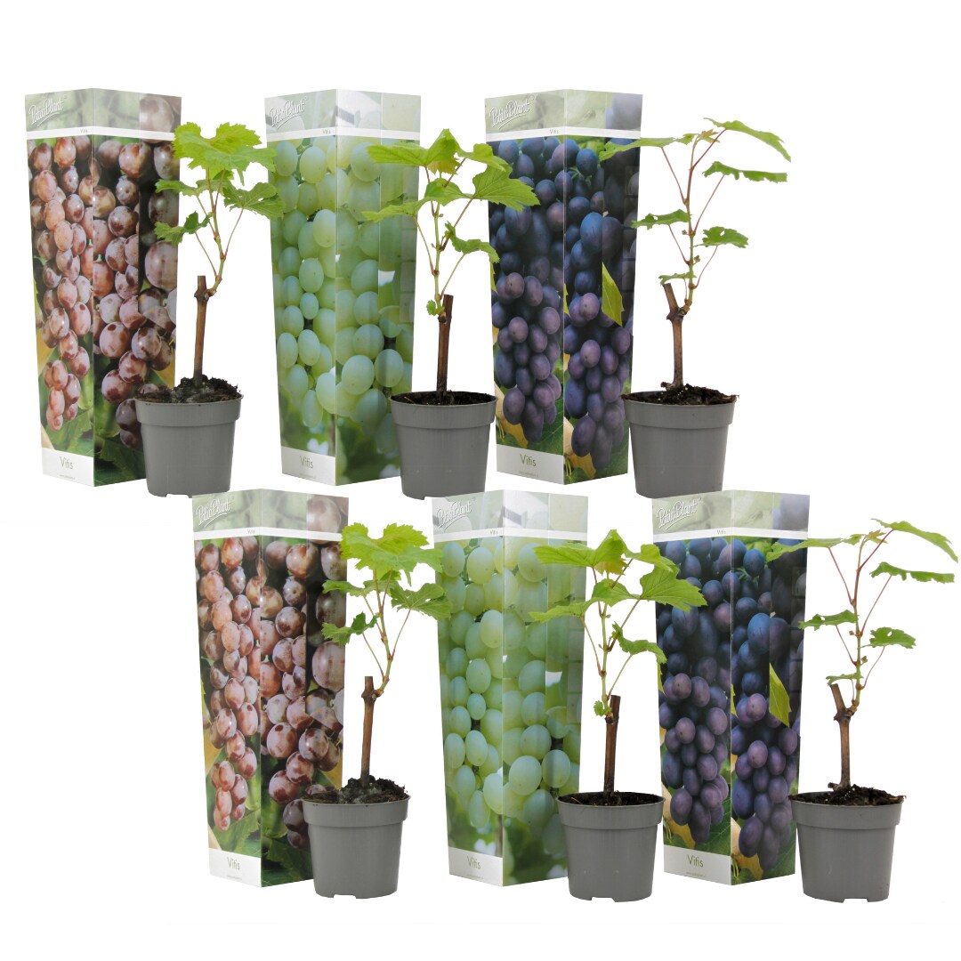 Plant in a Box – Traubenpflanze – 6 Stk – Vitis vinifera – Höhe 25-40cm – Topf 9cm | 07428470368377