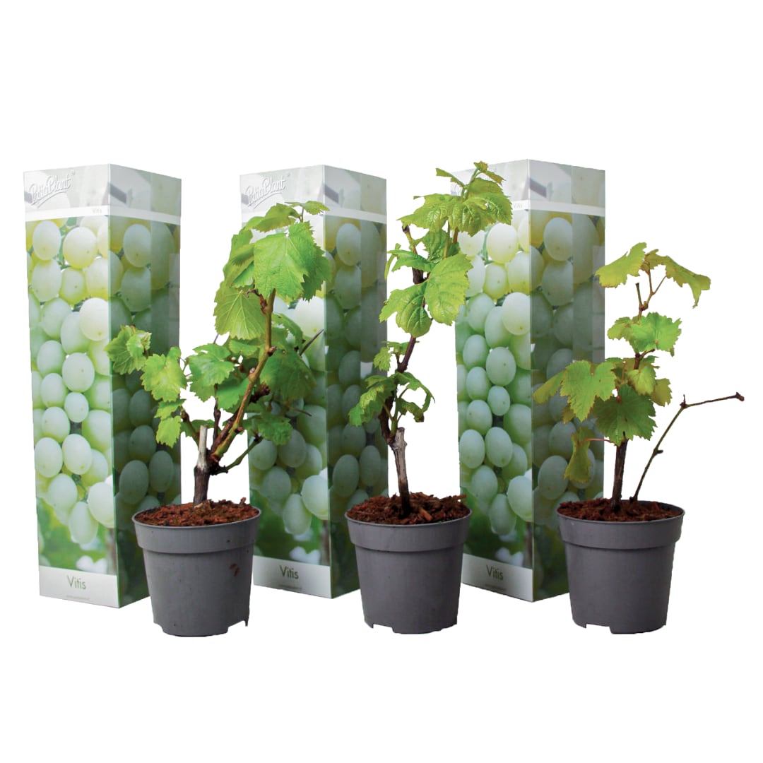 Plant in a Box - Traubenpflanze - 3 Stk - Vitis vinifera 'Chardonnay' - H&ouml;he 25-40cm - Topf 9cm - Bild 1