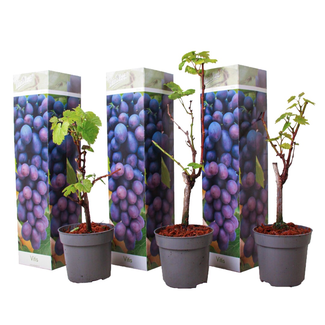 Plant in a Box - Traubenpflanze - 3 Stk - Vitis vinifera 'Cabernet franc' - H&ouml;he 25-40cm - Topf 9cm - Bild 1