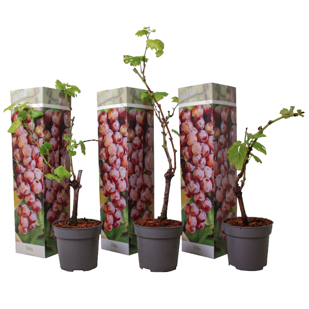 Plant in a Box - Traubenpflanze - 3 Stk - Vitis vinifera 'pinot gris' - H&ouml;he 25-40cm - Topf 9cm - Bild 1