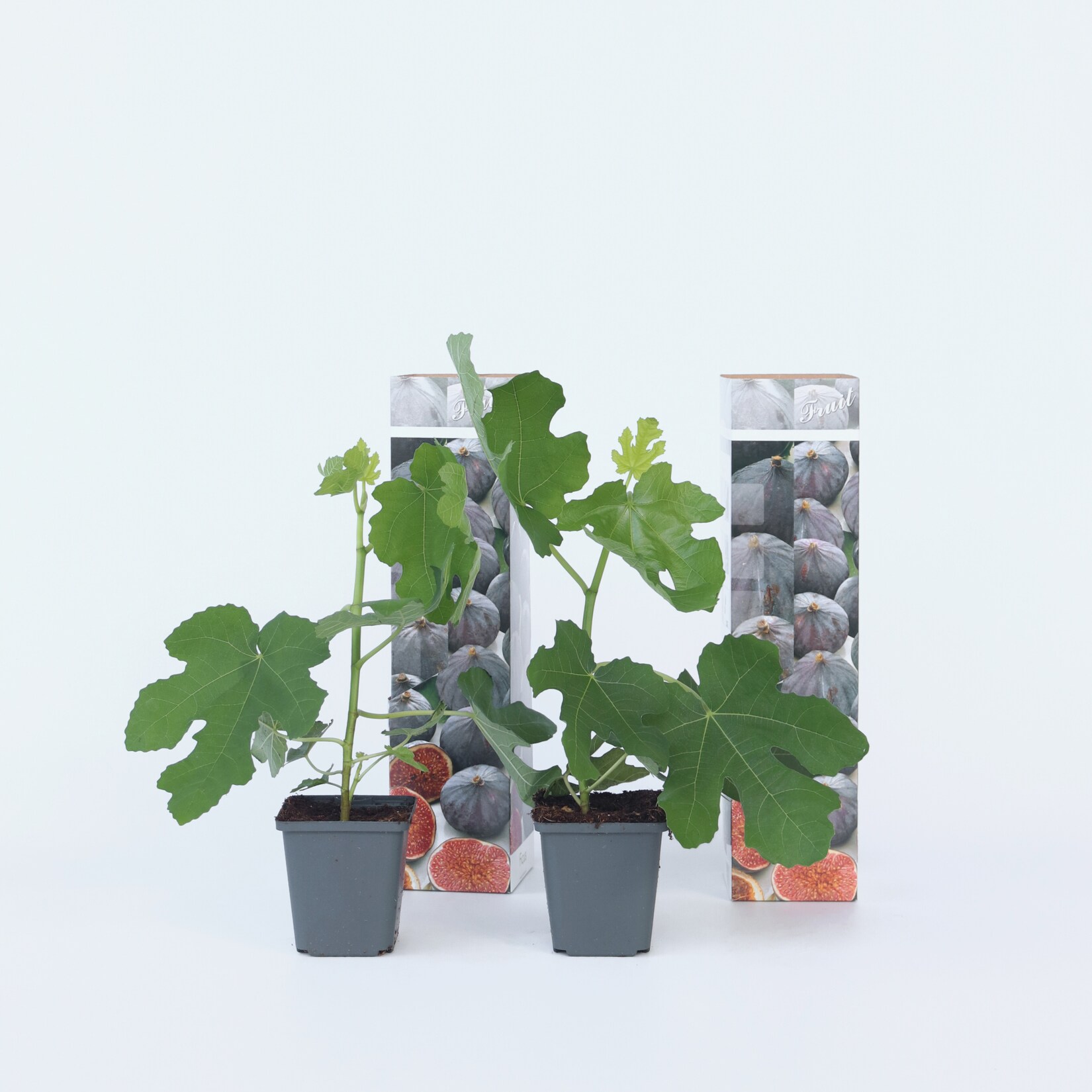 Plant in a Box – Feigenbaum – 2 Stk – Ficus carica ‚Brown Turkey‘ – Höhe 25-40cm – Topf 9cm | 07428472047744