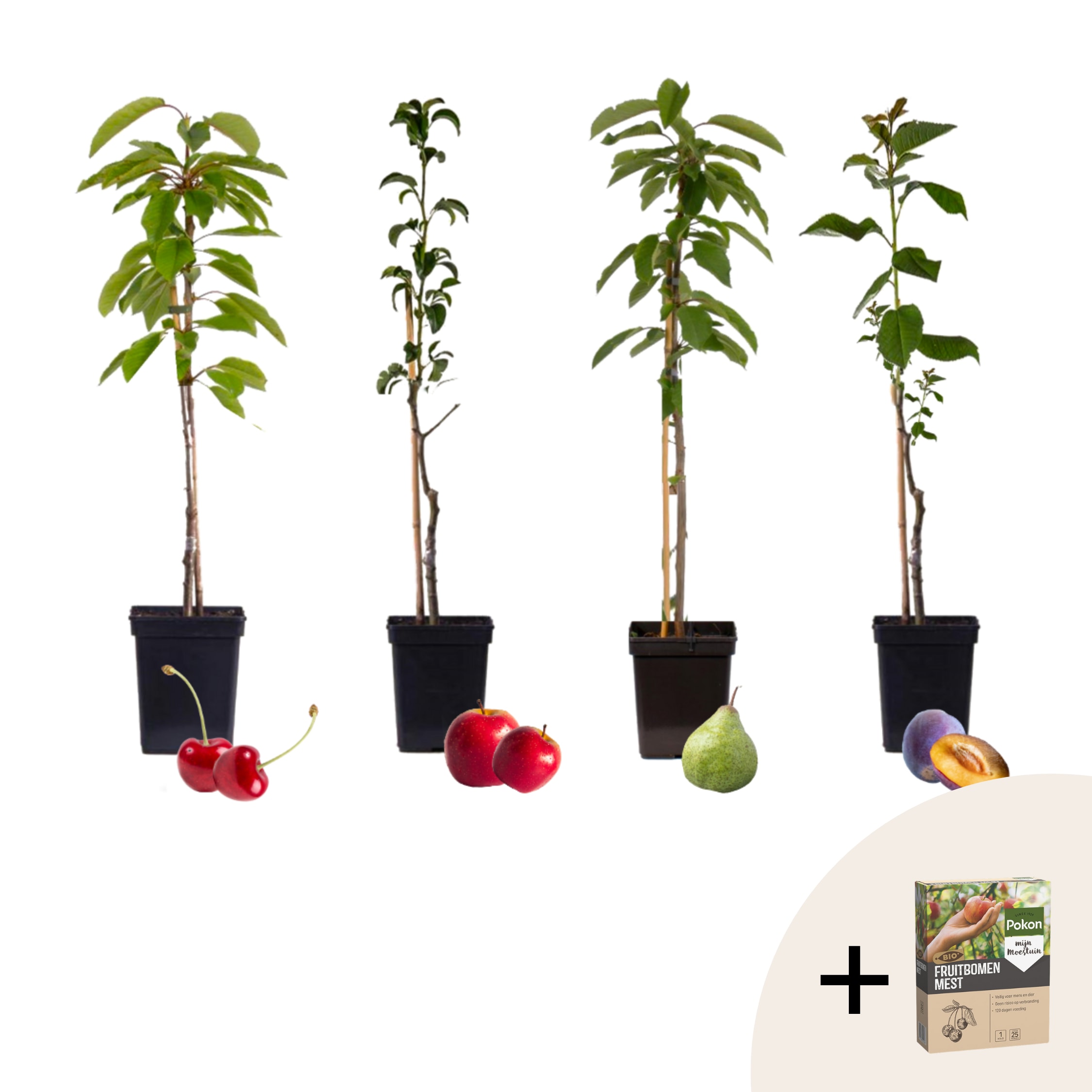 Plant in a Box - Obstb&auml;ume - 4 Stk - Malus, Pryus, Prunus - H&ouml;he 60-70cm - Topf 9cm - Bild 1