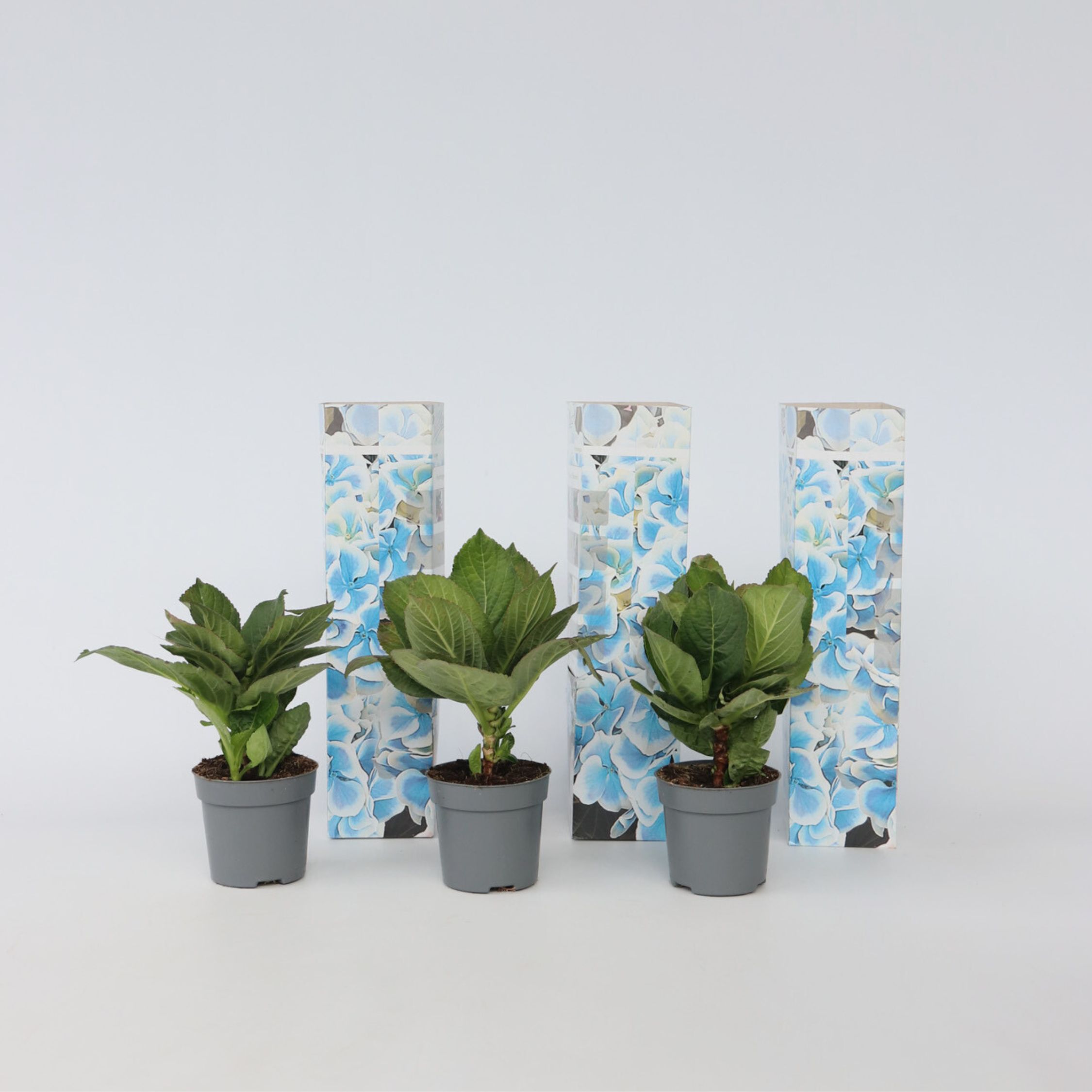 Plant in a Box - Hortensie - 3 Stk - Hydrangea macrophylla 'Bavaria' - H&ouml;he 25-40cm - Topf 9cm - Bild 1