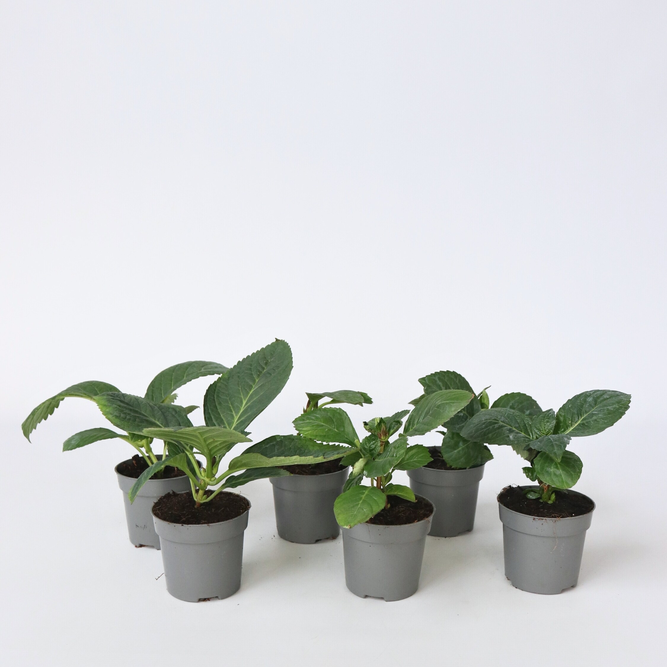 Plant in a Box - Hortensie - 6 Stk - Hydrangea macrophylla - H&ouml;he 25-40cm - Topf 11cm - Bild 1