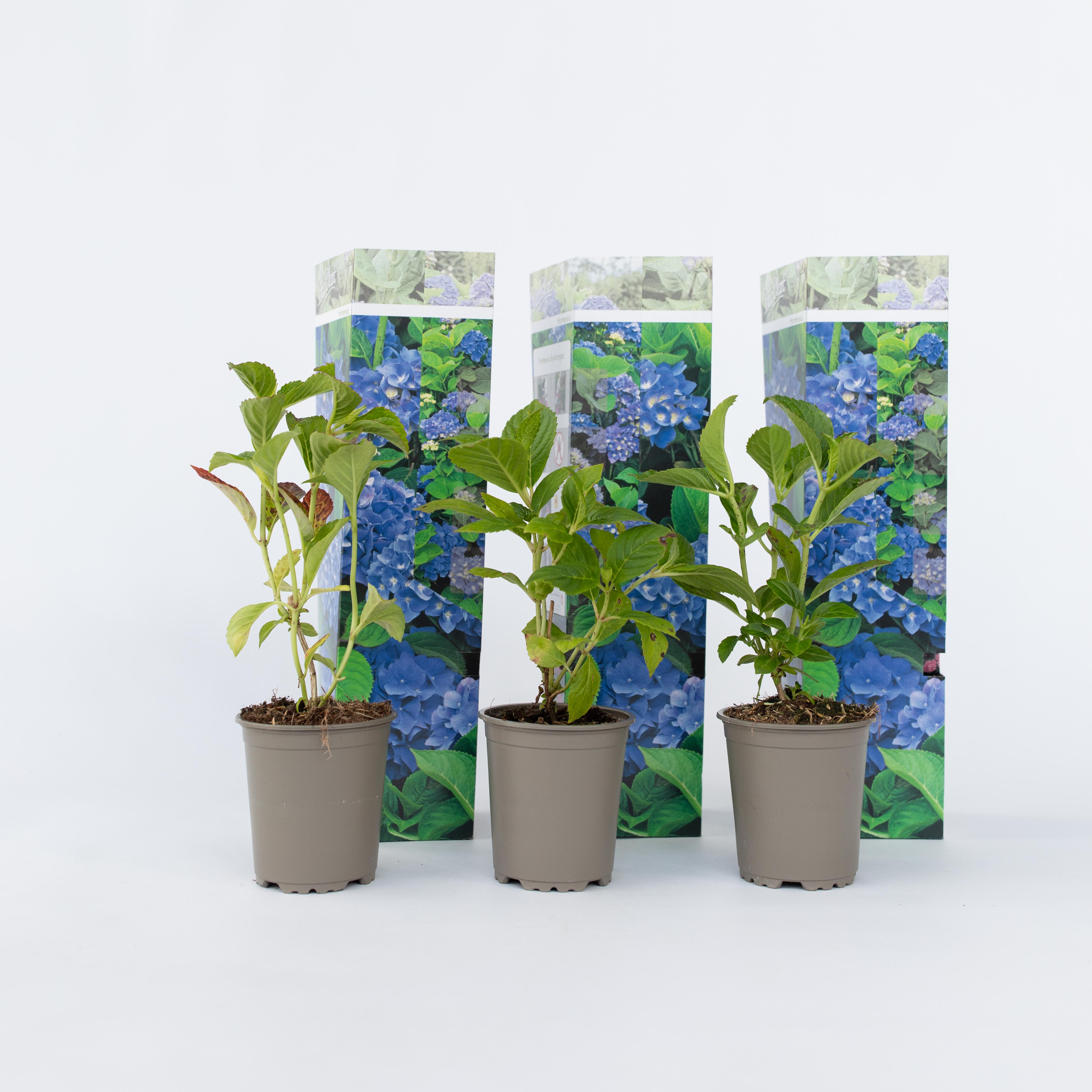 Plant in a Box - Hortensie - 6 Stk - Hydrangea macrophylla 'Early Blue' - H&ouml;he 25-40cm - Topf 9cm - Bild 1