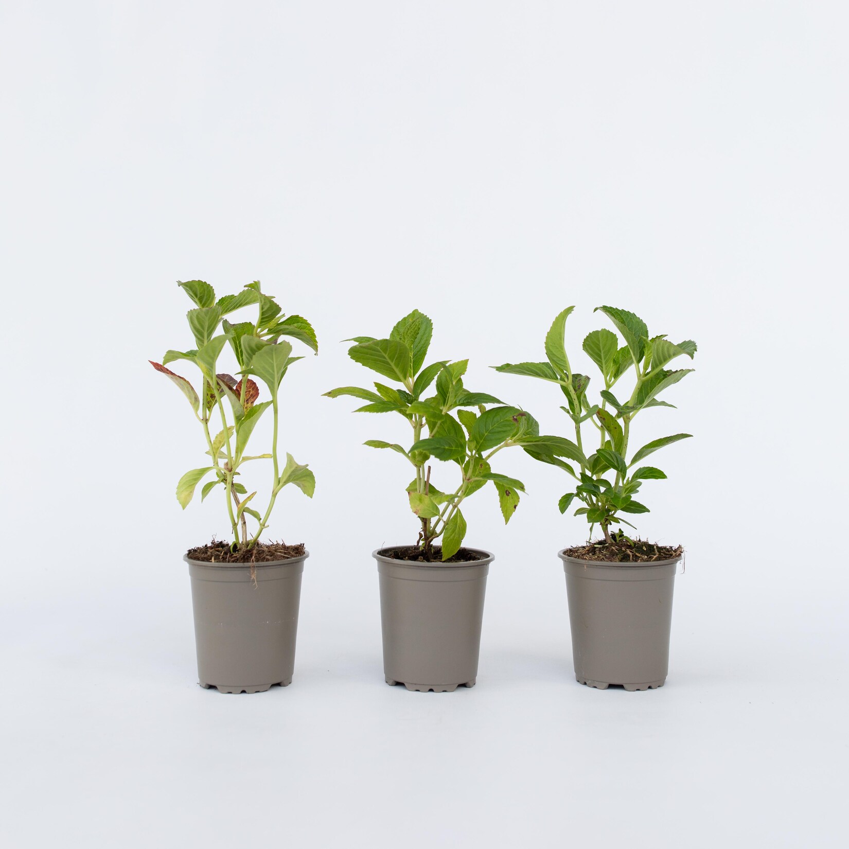 Plant in a Box – Hortensie – 6 Stk – Hydrangea macrophylla ‚Wudu‘ – Höhe 25-40cm – Topf 9cm | 07428473305638